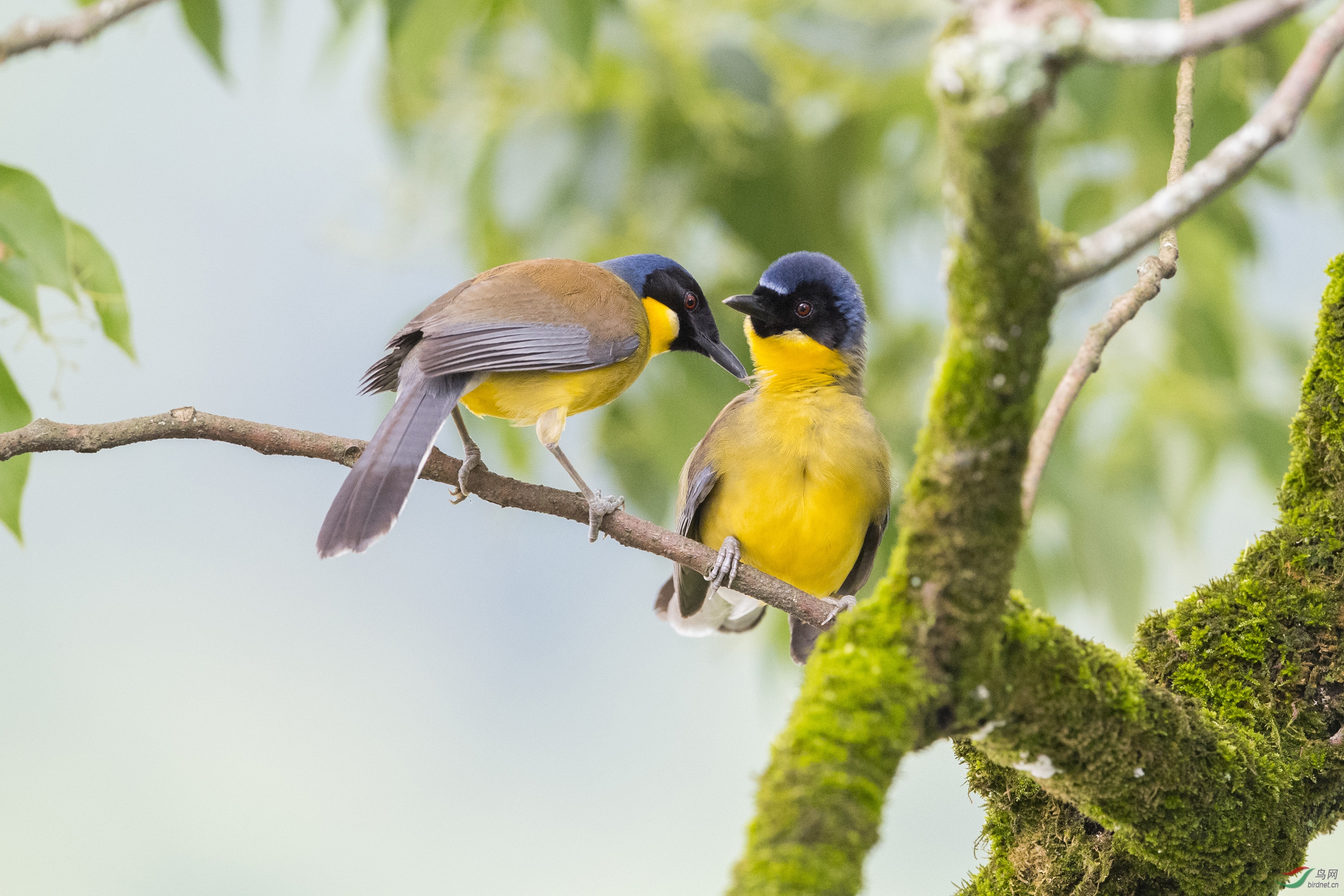 甜蜜蜜的靛冠噪鹛夫妻两【恭贺老师佳作荣获鸟类精华】