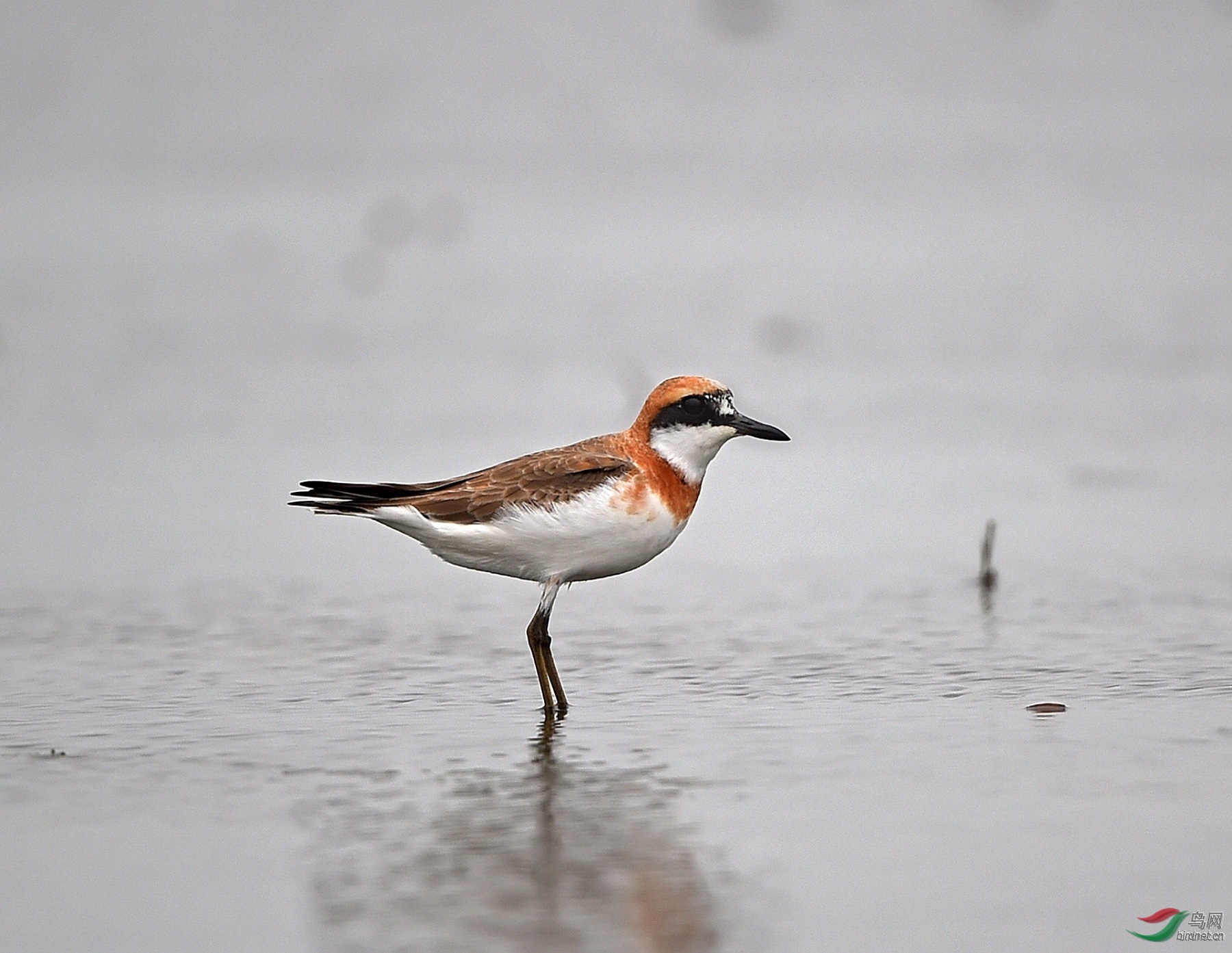 ����ϸ�� ��ʦ�����ڹ㶫ʡտ����������500.jpg