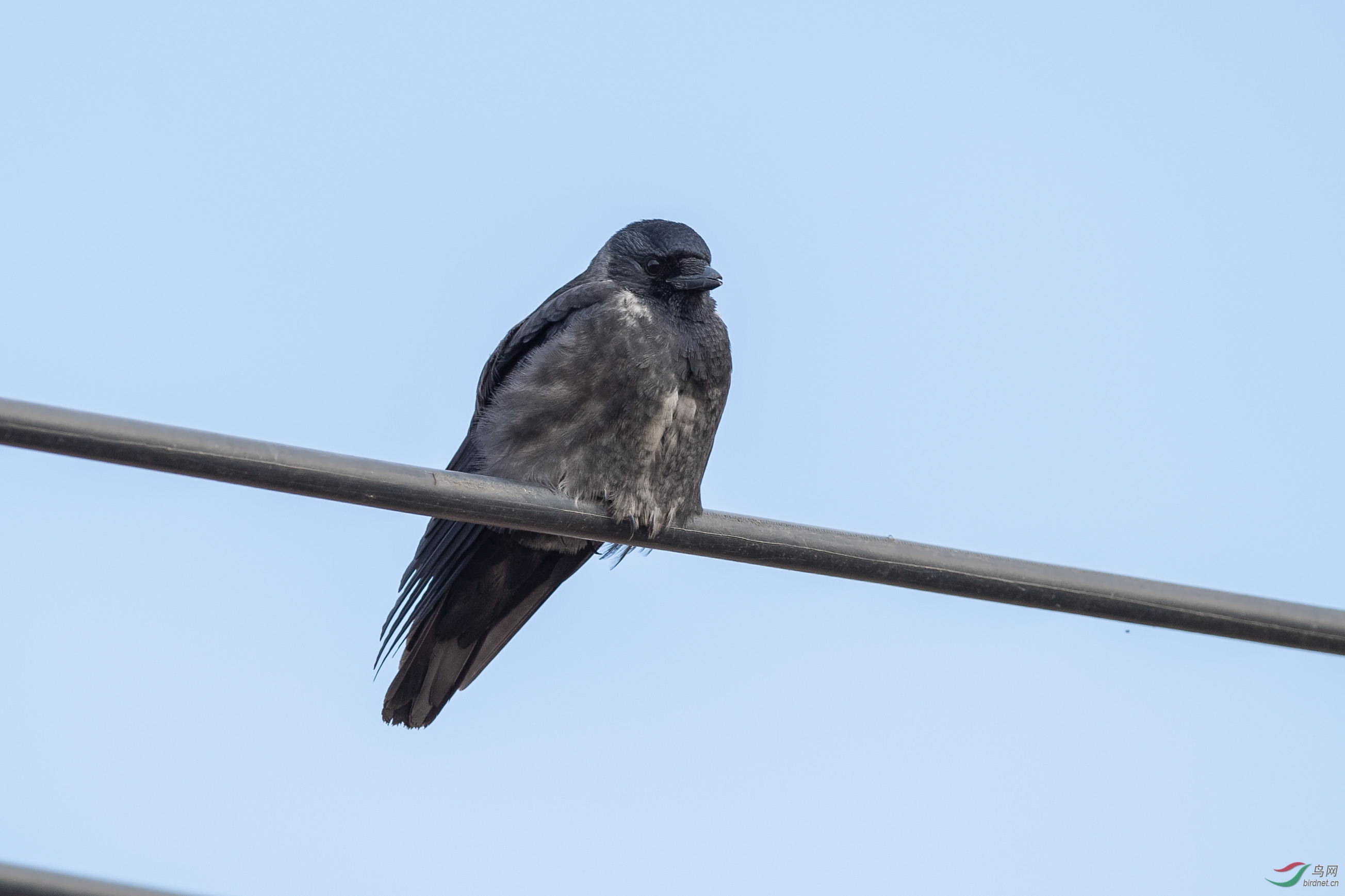 DSC_2671-ps.jpg