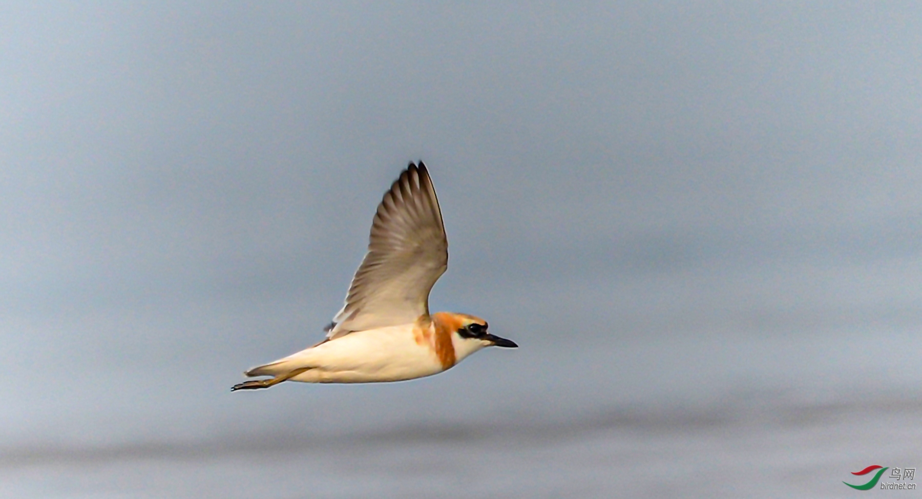 ����֮�� ��ʦ�����ںӱ�ʡ�ػʵ���.jpg