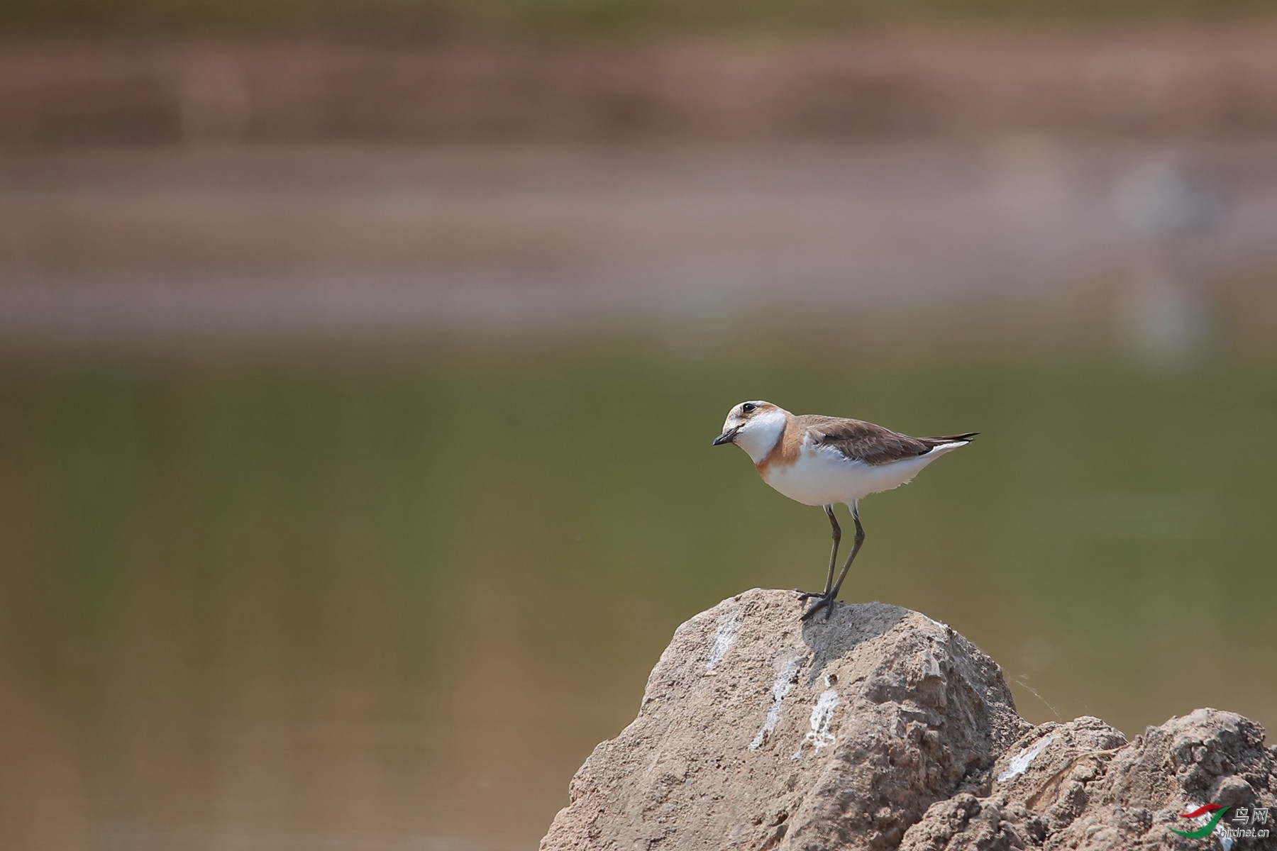 �Ϸ���-tom ��ʦ�����ںӱ�ʡʯ��ׯ��������.jpg