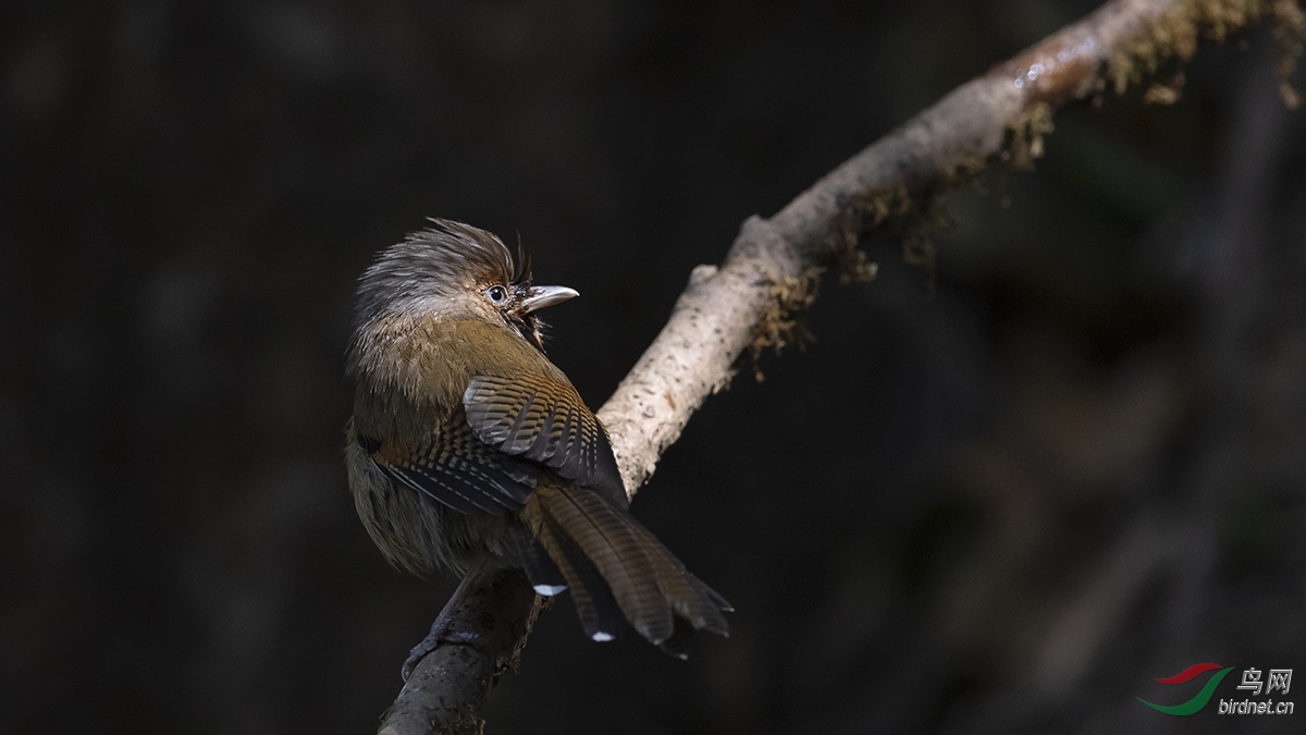 ���߳���