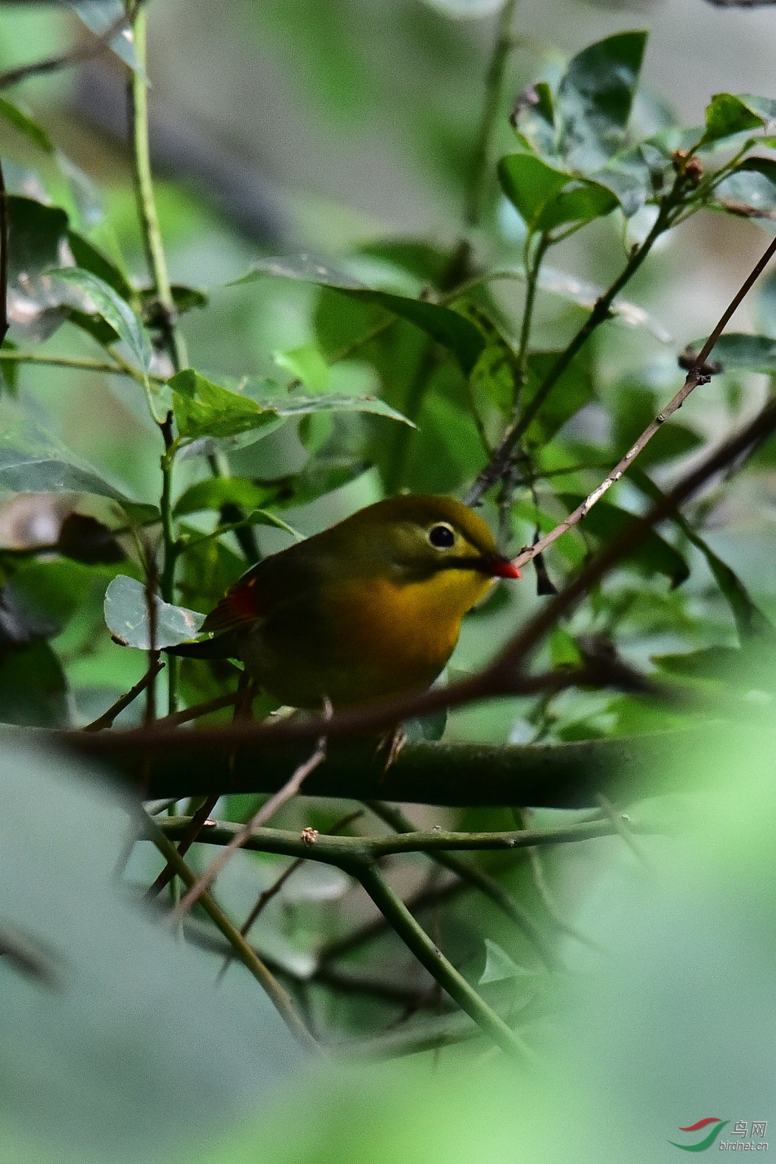 DSC_0915.JPG