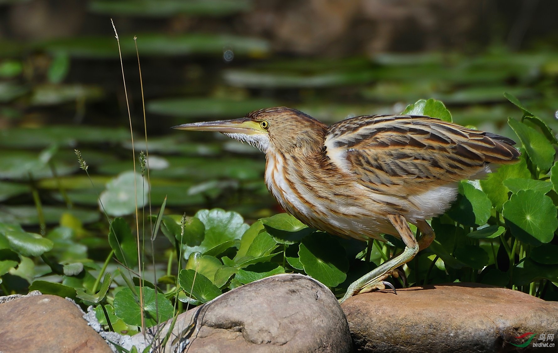 Yellow Bittern.jpg