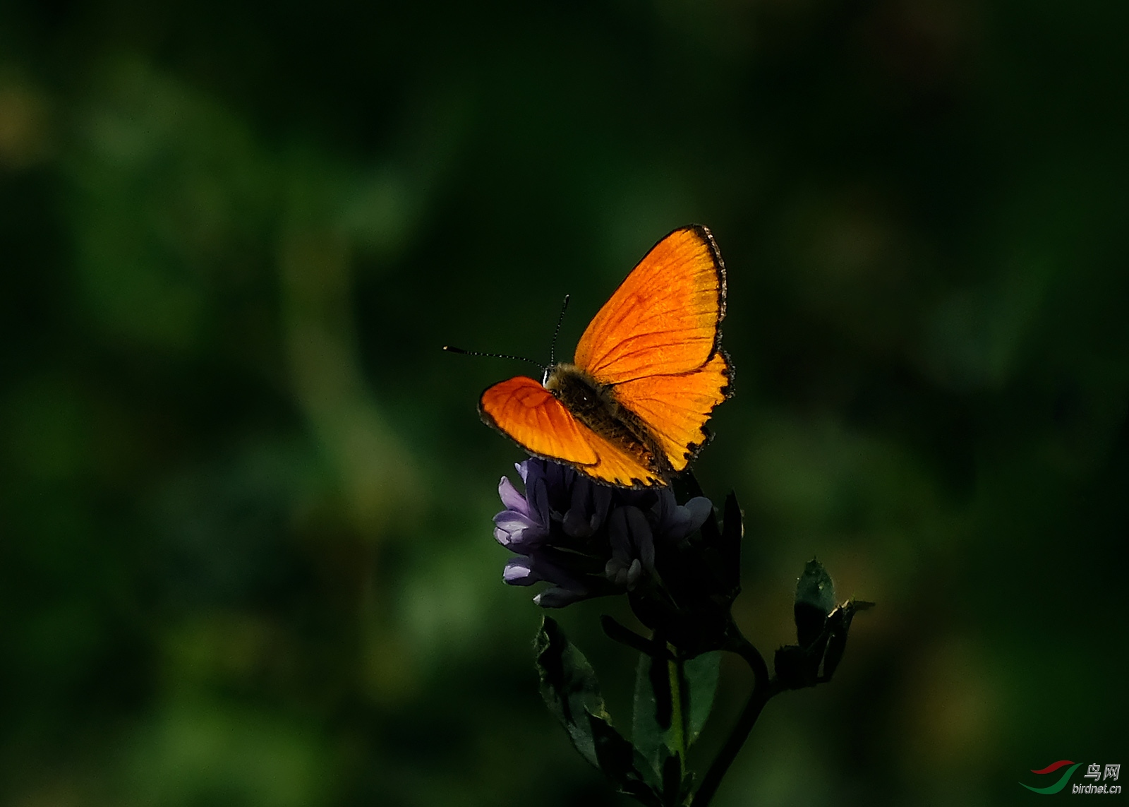 DSCF9315.JPG