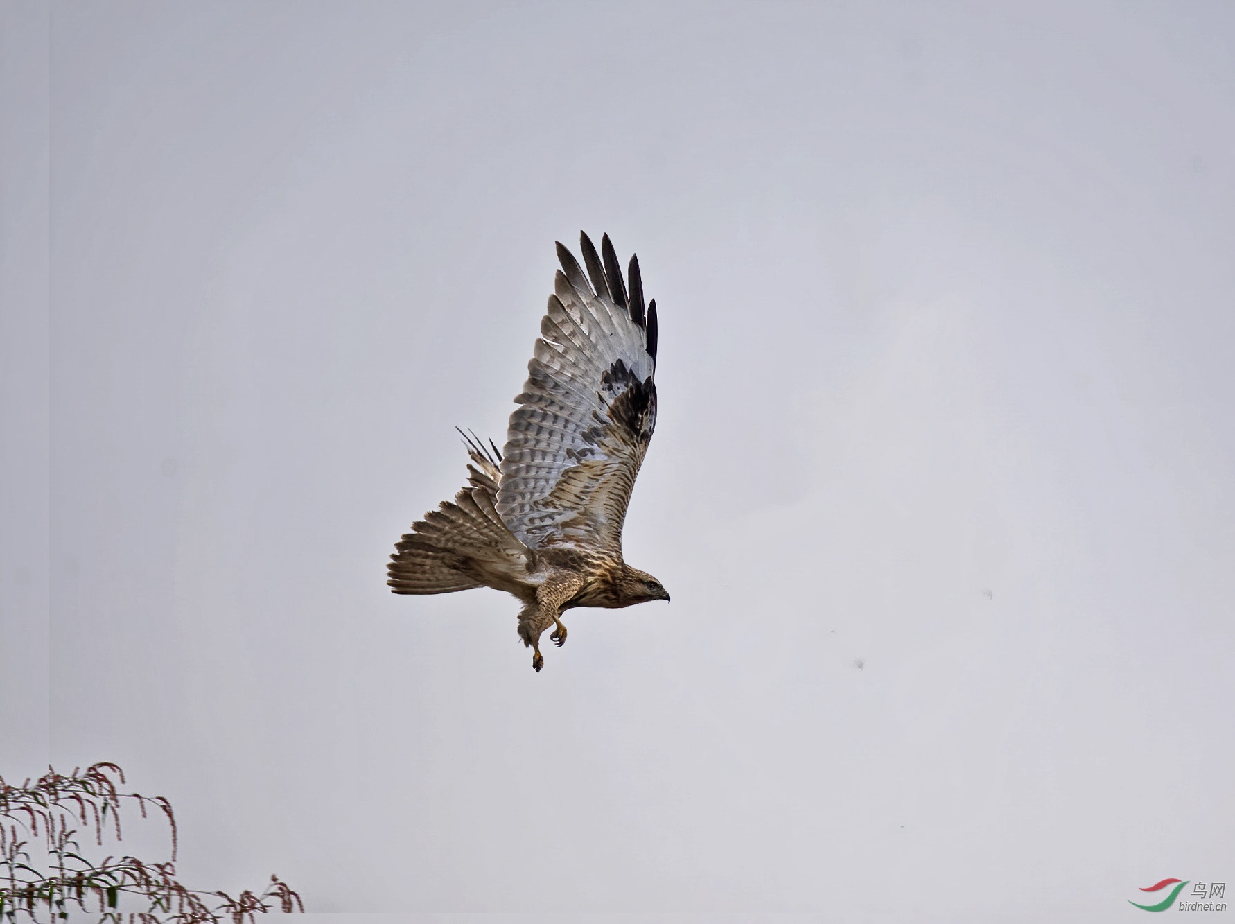 DSC_9214-12.jpg