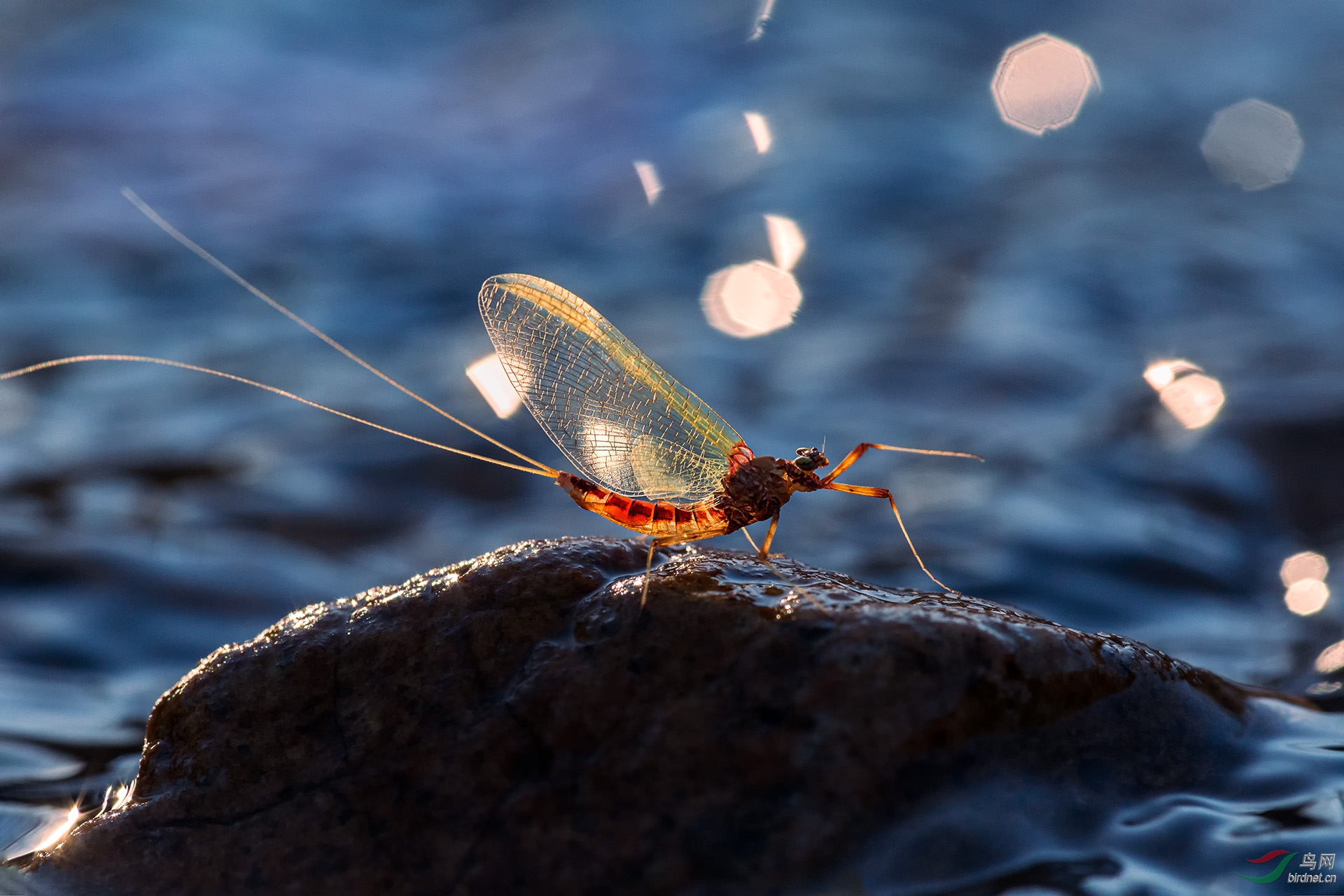 出水蜉蝣贺获首页精华