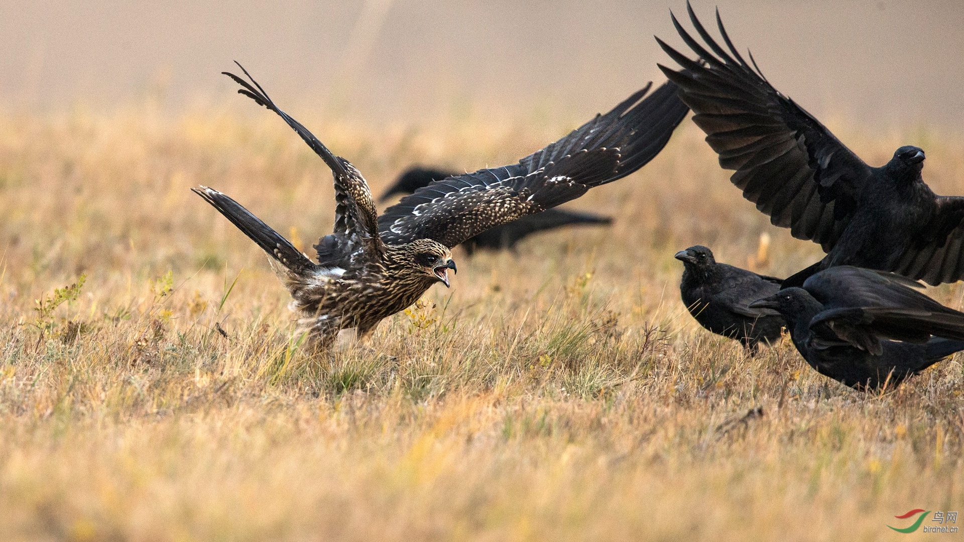 BW4Q8547 - ����.jpg