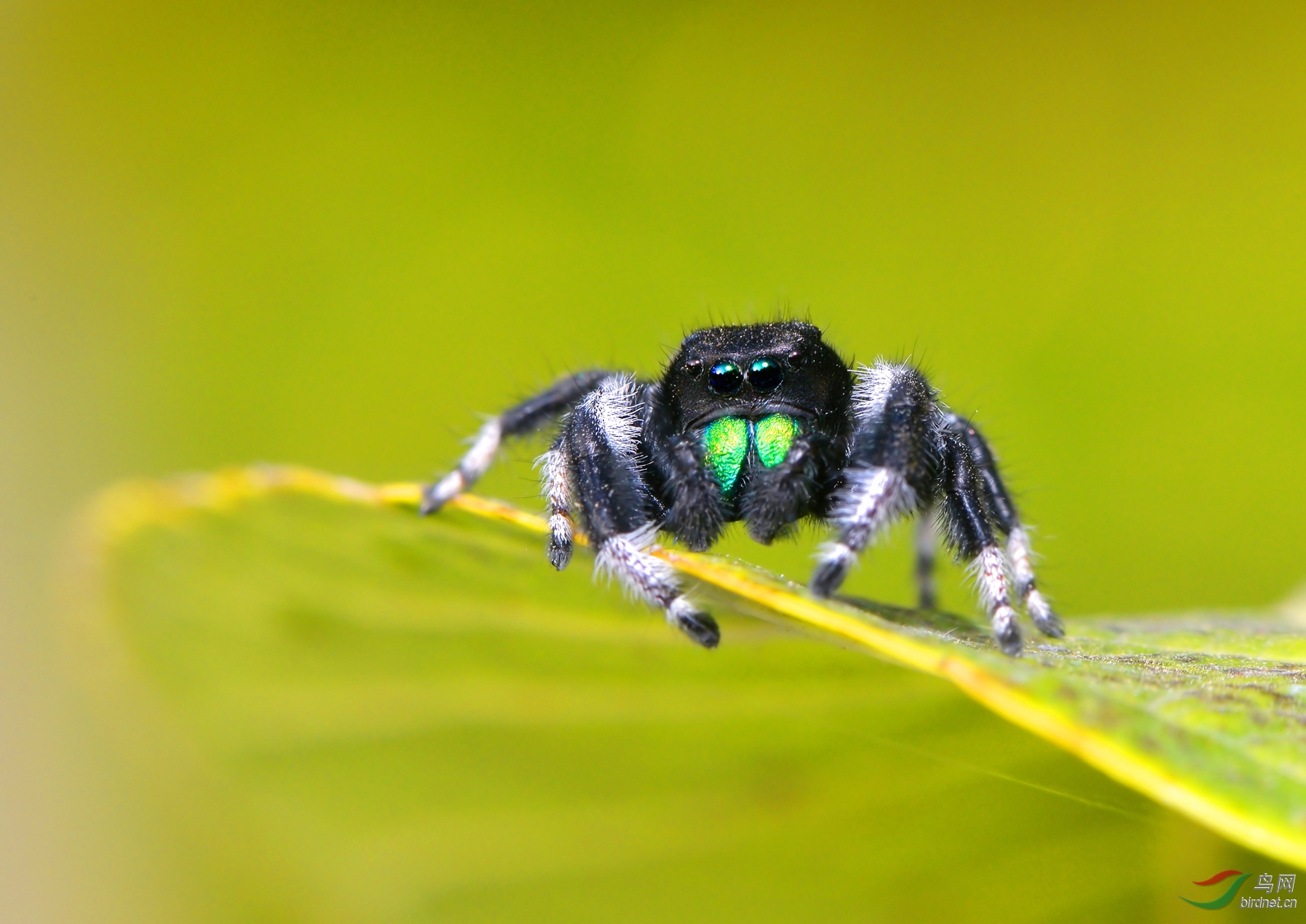 酷哥灰佛跳蛛【贺获首页精华】