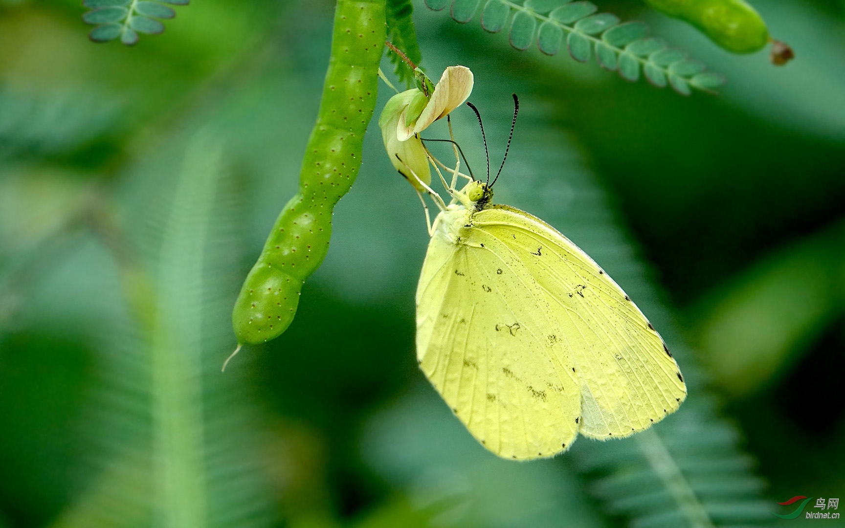 小花朵上的黄粉蝶