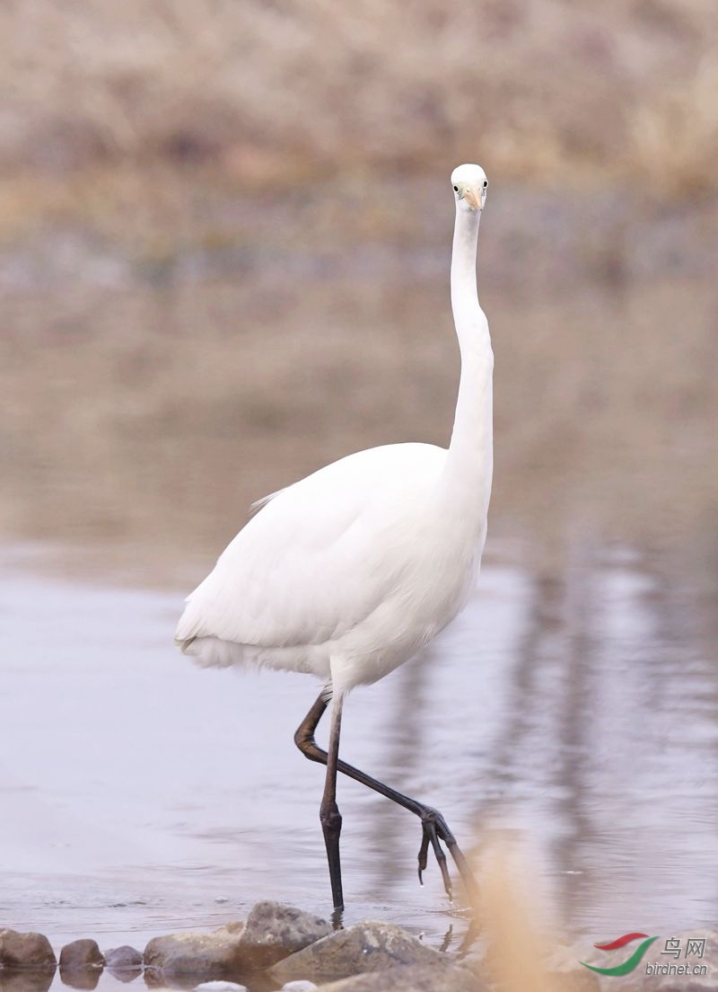 ������ƽ��ɽ��ˮ�������