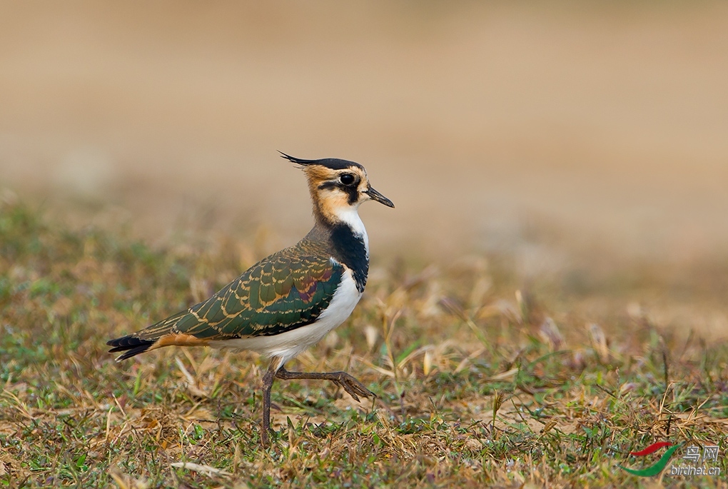 ����bj ��ʦ�����ڱ����� ������.jpg