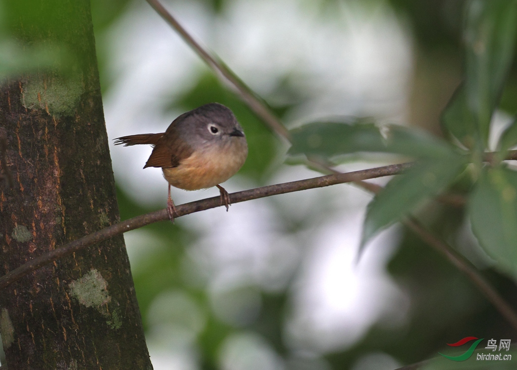 福建漳州鹅仙洞的白眶鸦雀