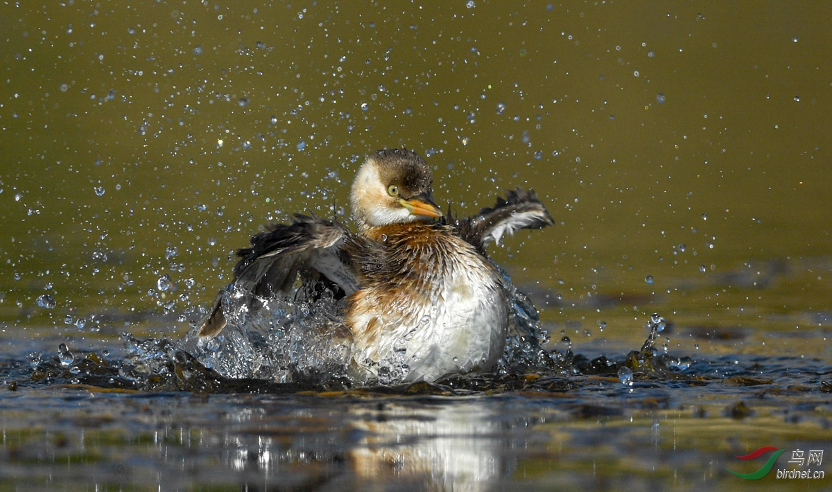 ˬ�����С䴙䴘
