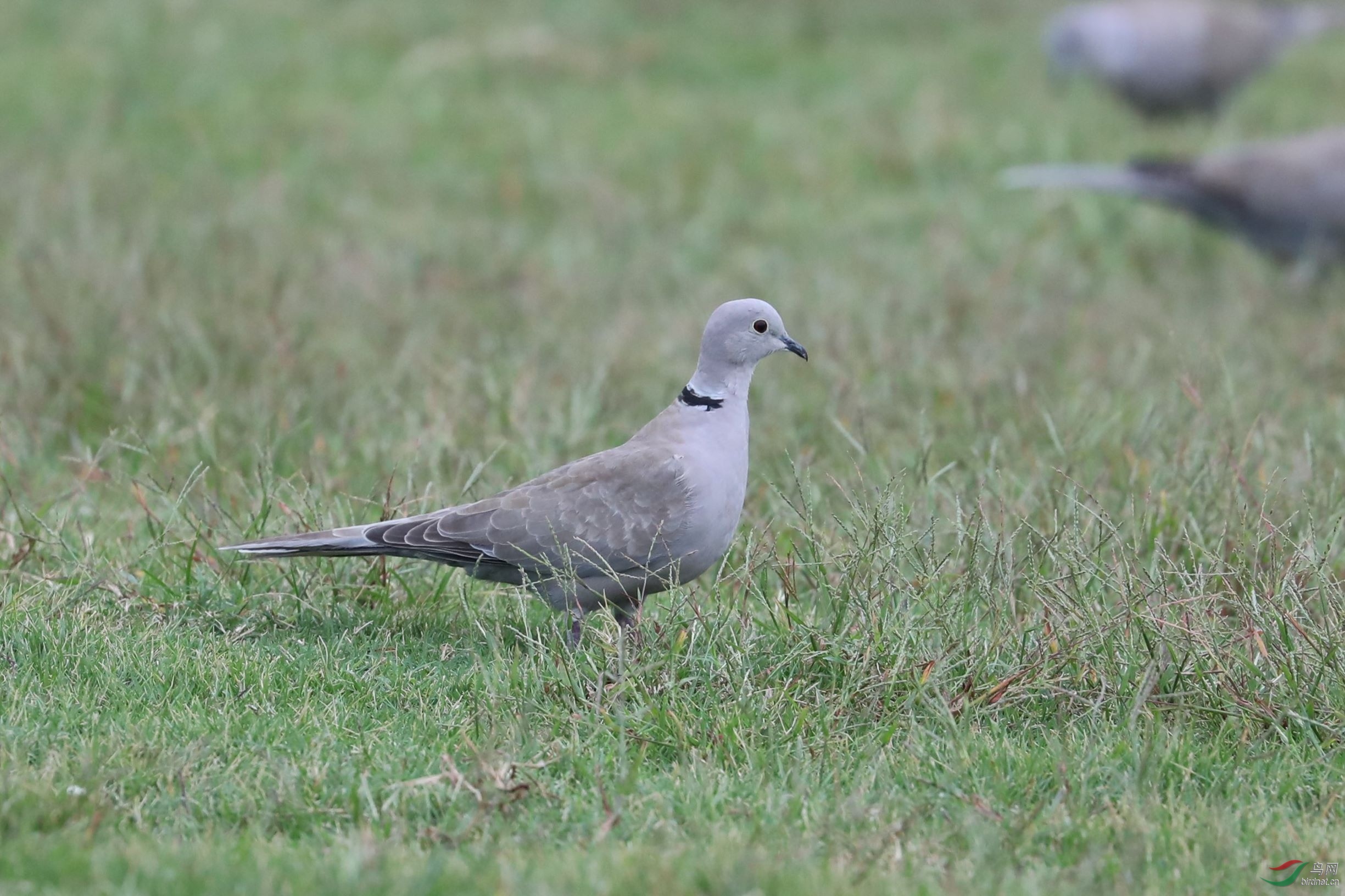 首次拍到灰斑鸠