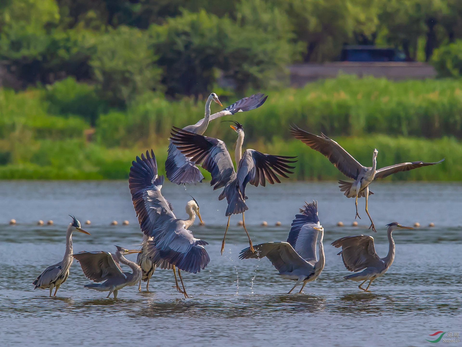苍鹭群居