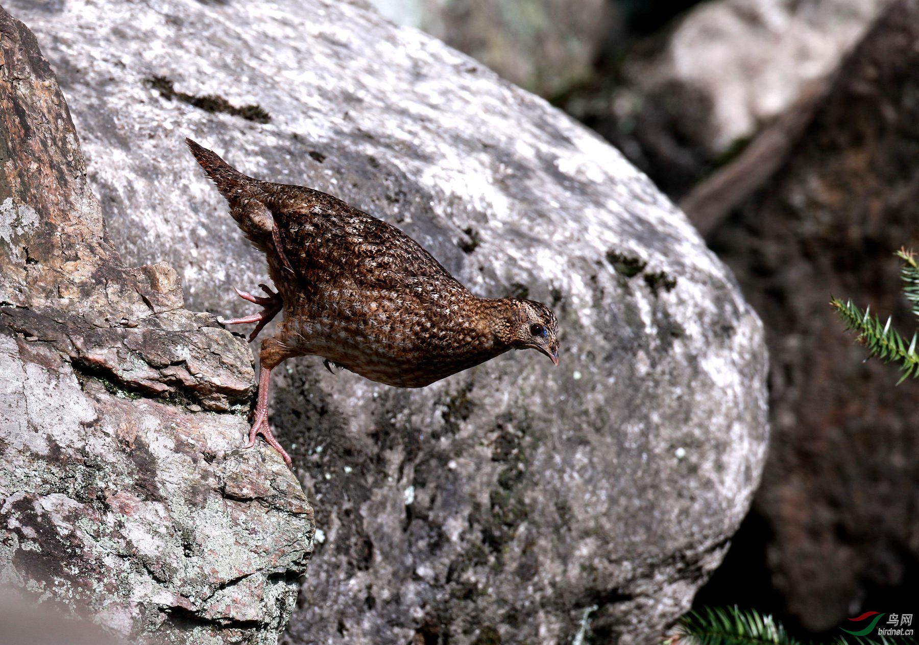 红腹角雉(雌鸟)