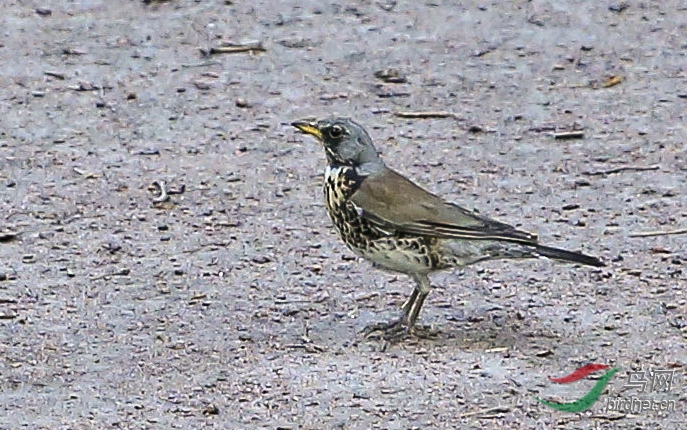 圣彼得堡 (2)副本.jpg