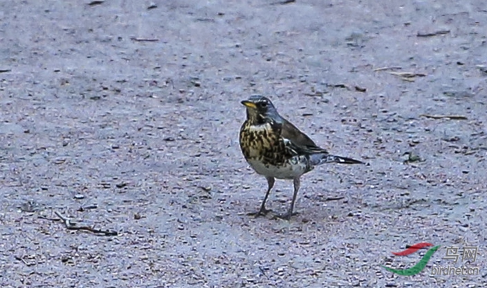 圣彼得堡 (10)副本.jpg