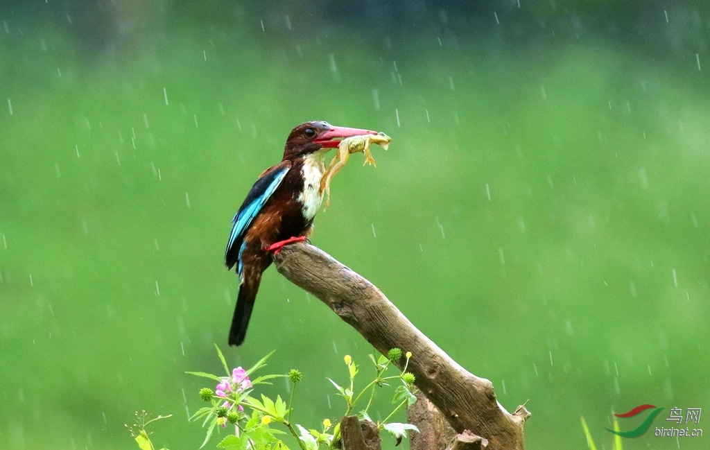 风雨无阻