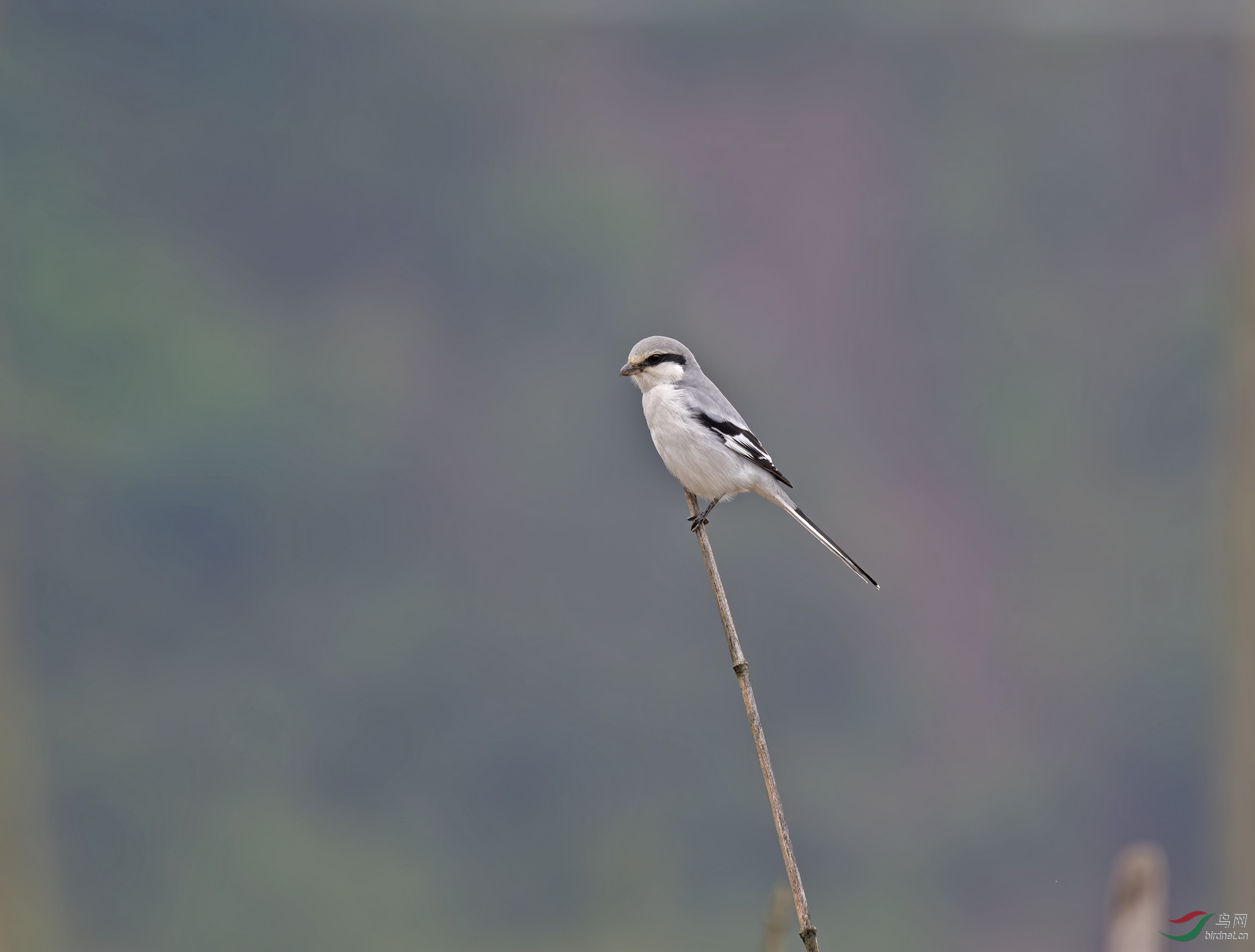 DSC_0646.jpg