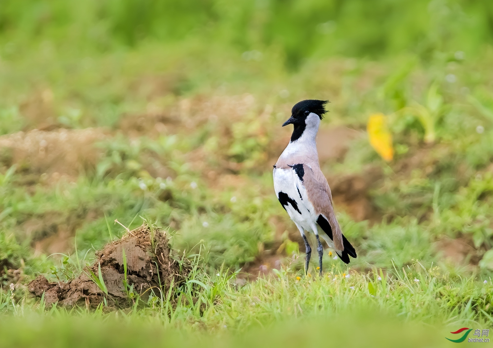 ���� ��ʦ����.jpg