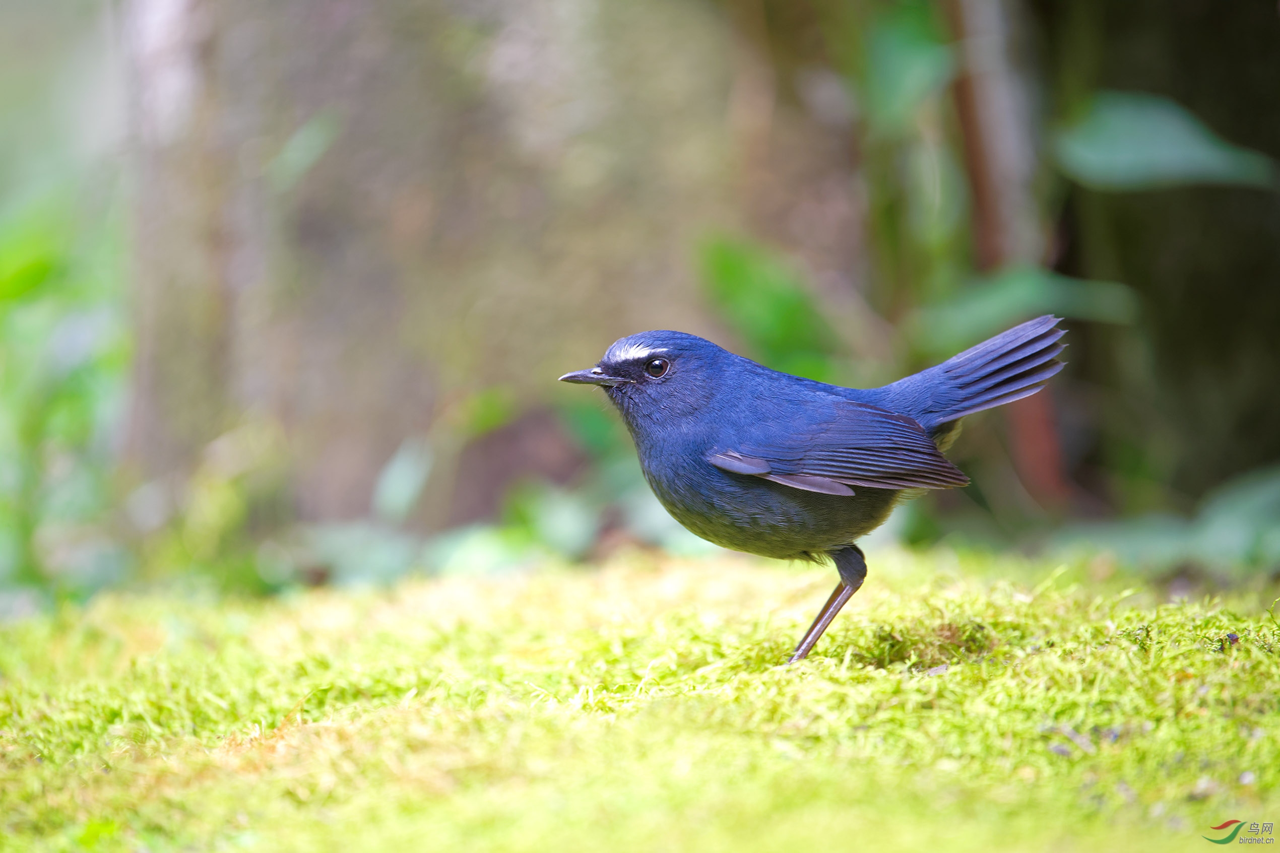 蓝短翅鸫
