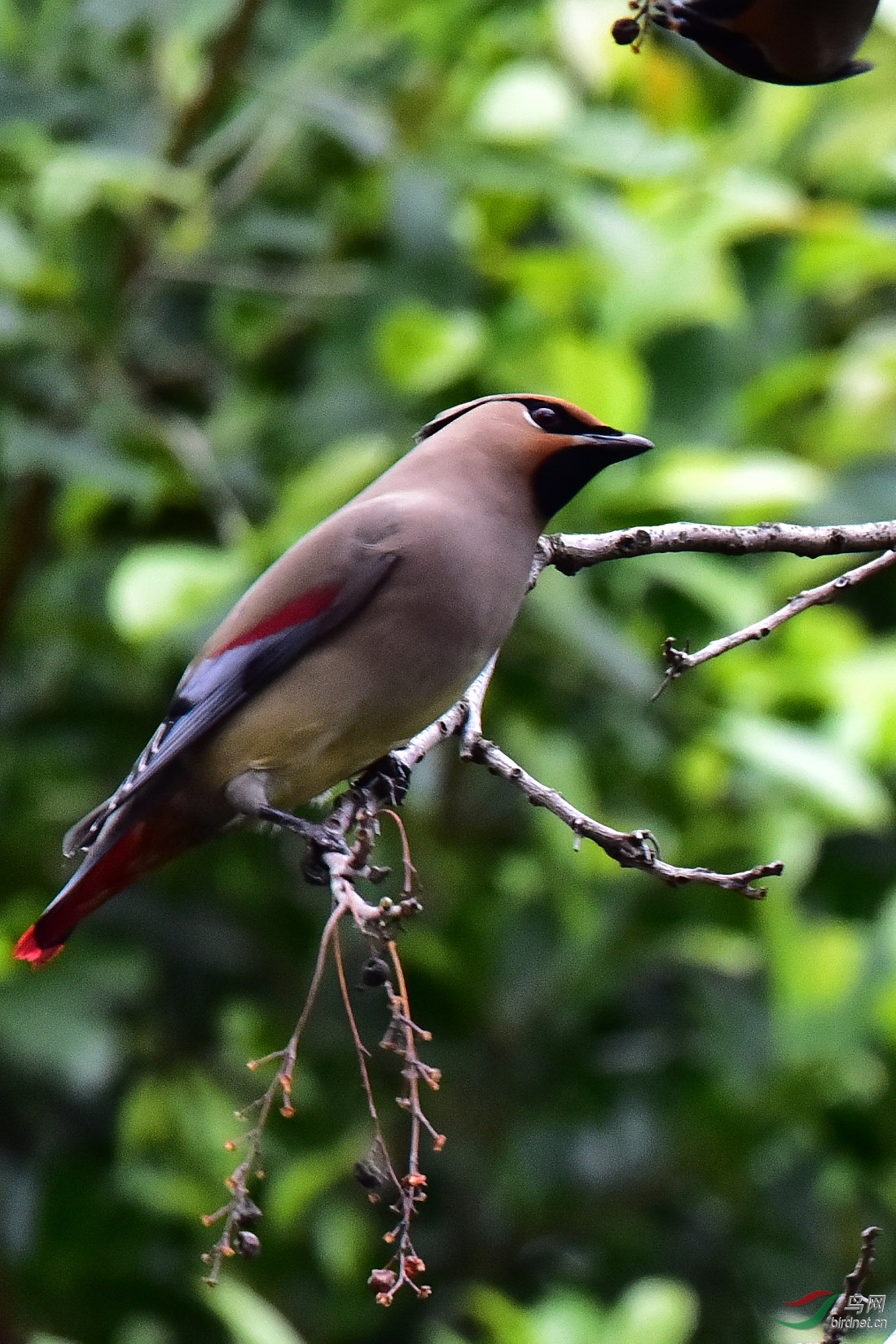 DSC_0951.jpg