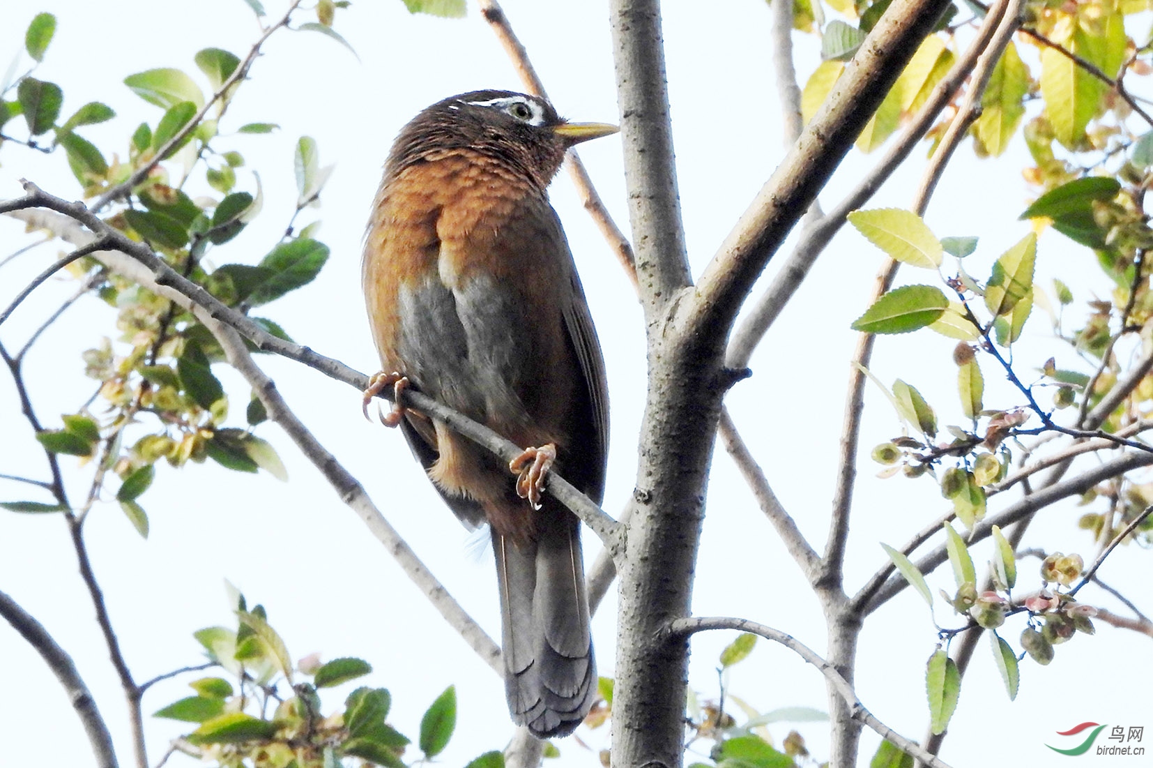 DSCN1819 ����.jpg