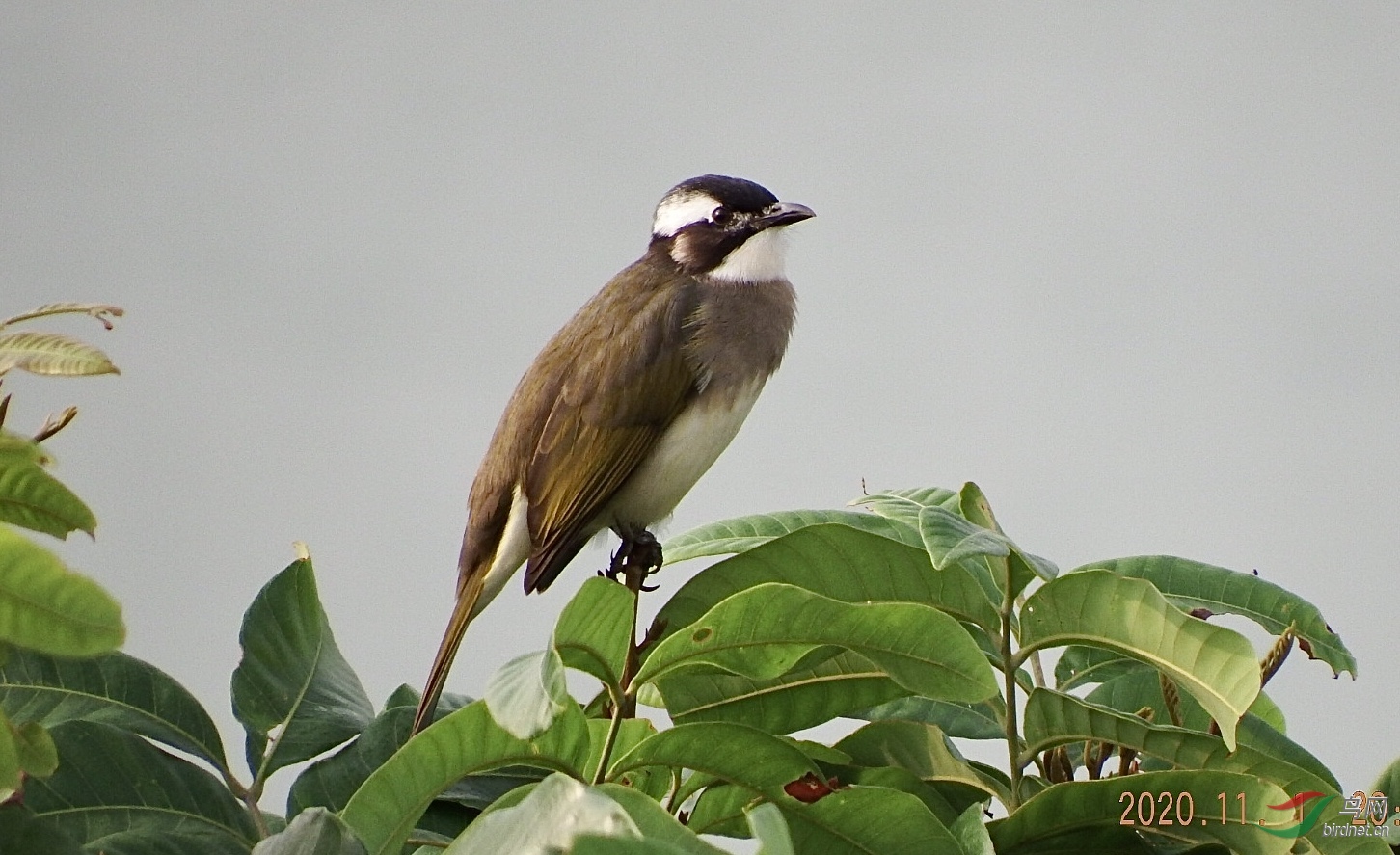 �����Ĵ���