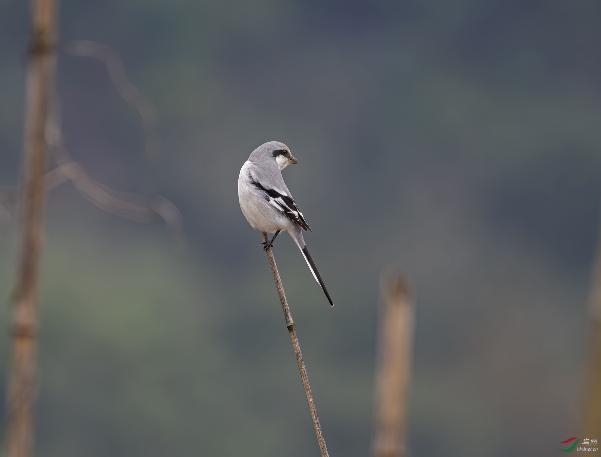 DSC_0658.jpg