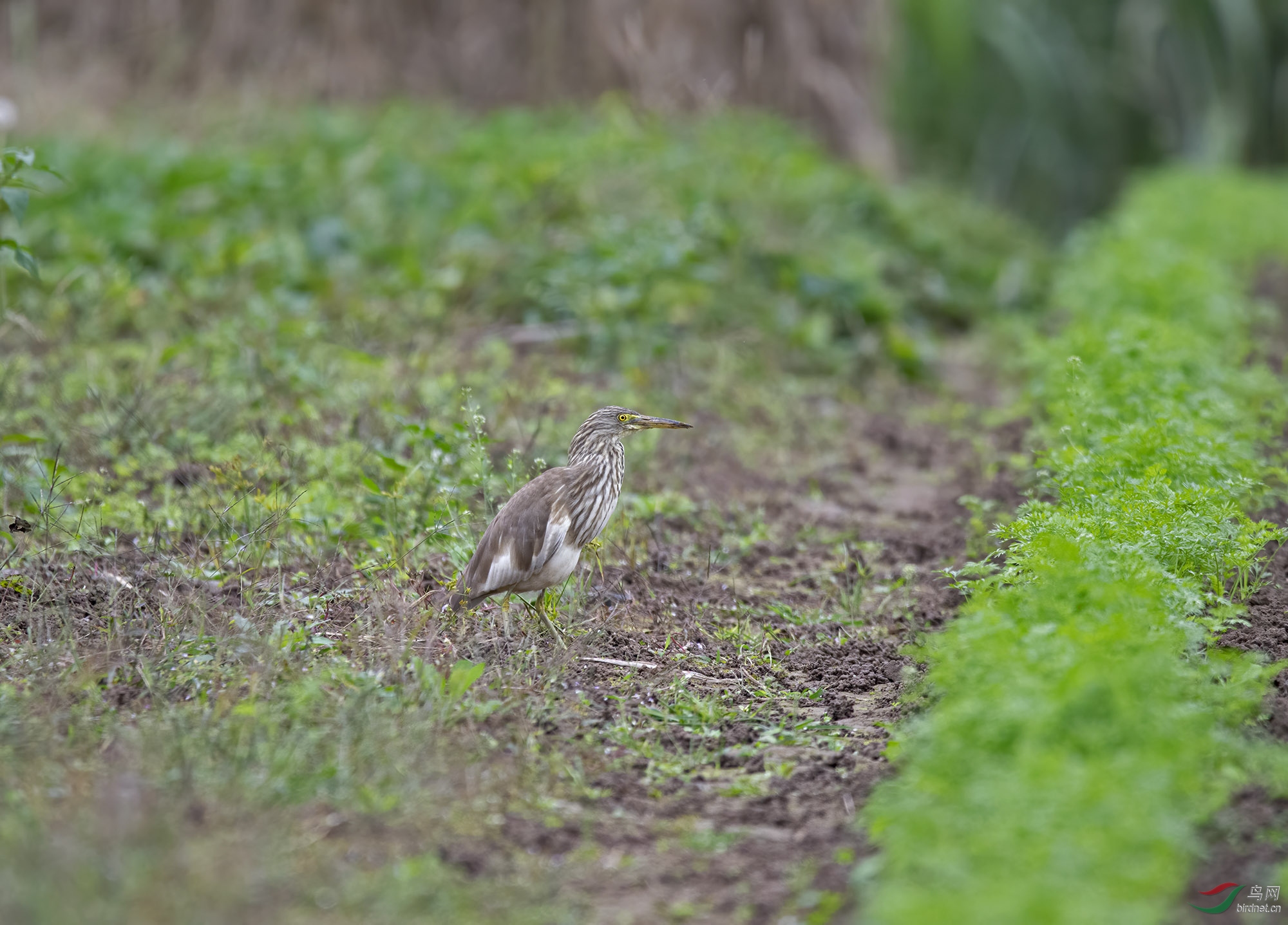 �Ժ�����������