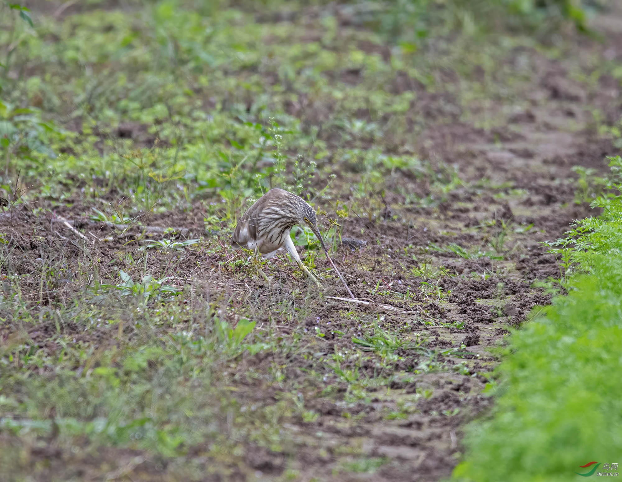 ���ѳ���