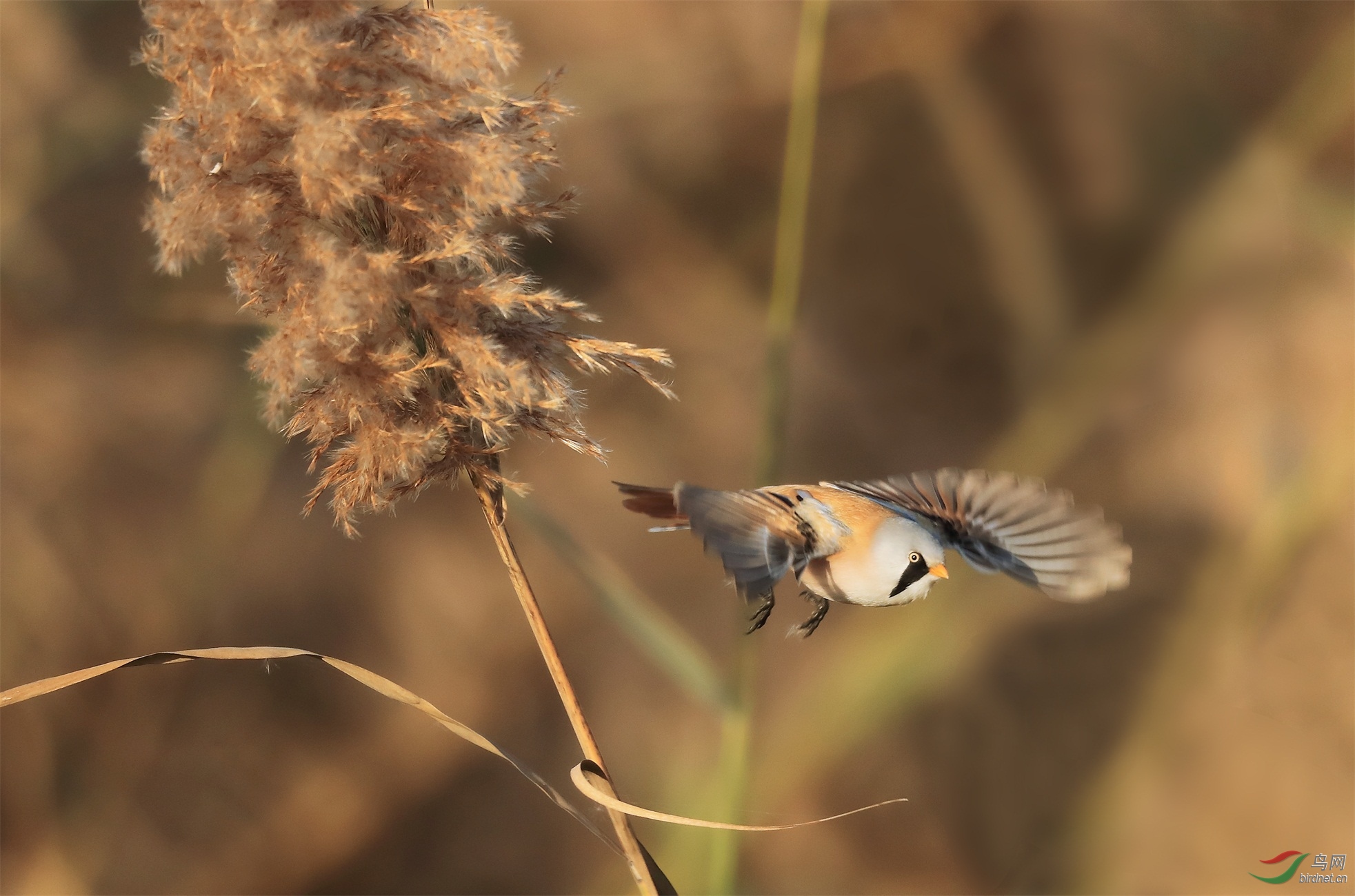 333 - ����.jpg