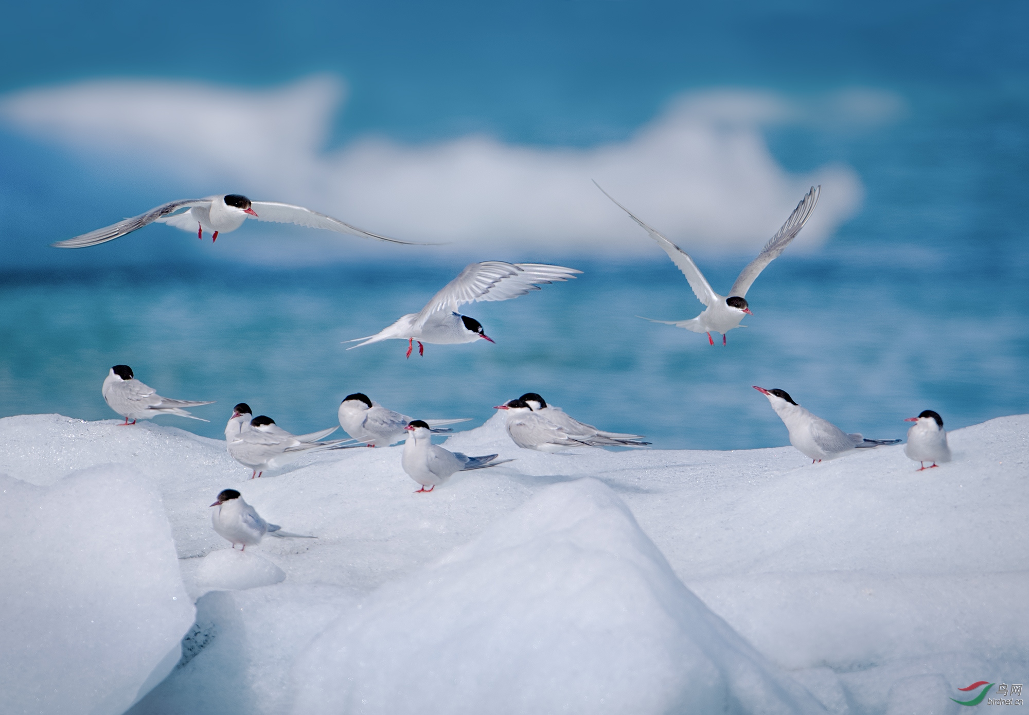 北极燕鸥的寓意图片