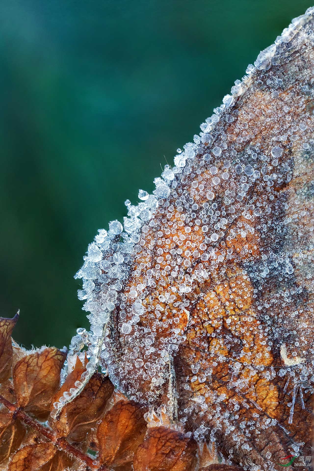 冰蝶(头部特写)