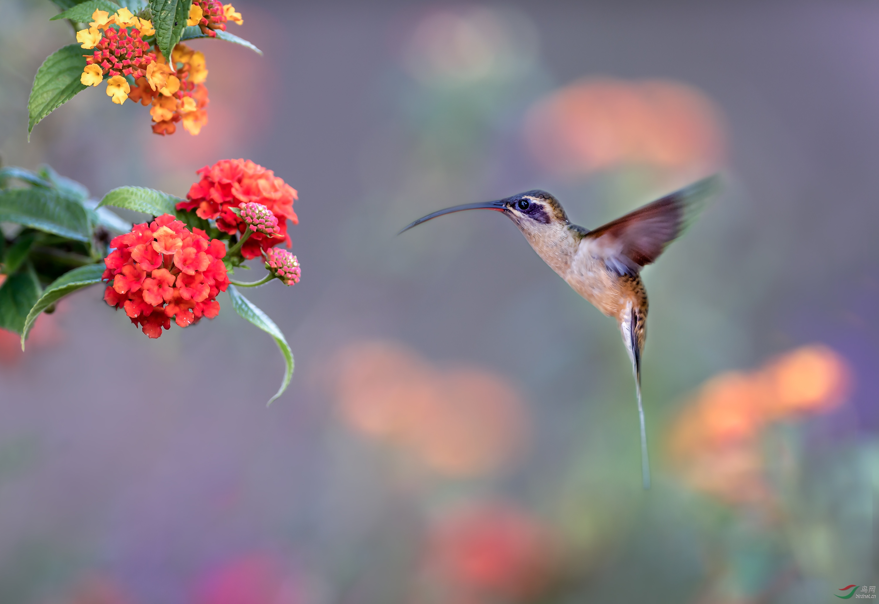 [国外] 花鸟图---凯氏隐蜂鸟 (恭贺老师佳作荣获首页精华)