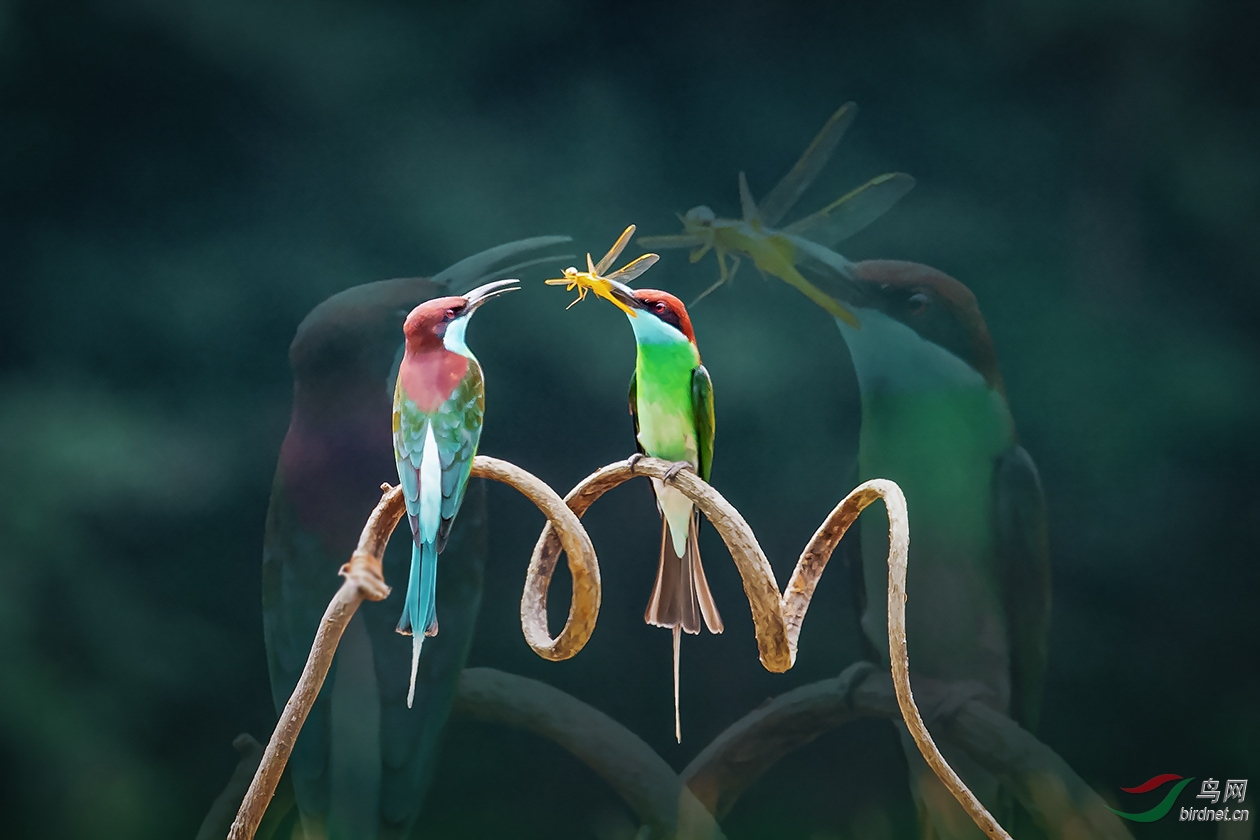 �����ں찲����ƺ��