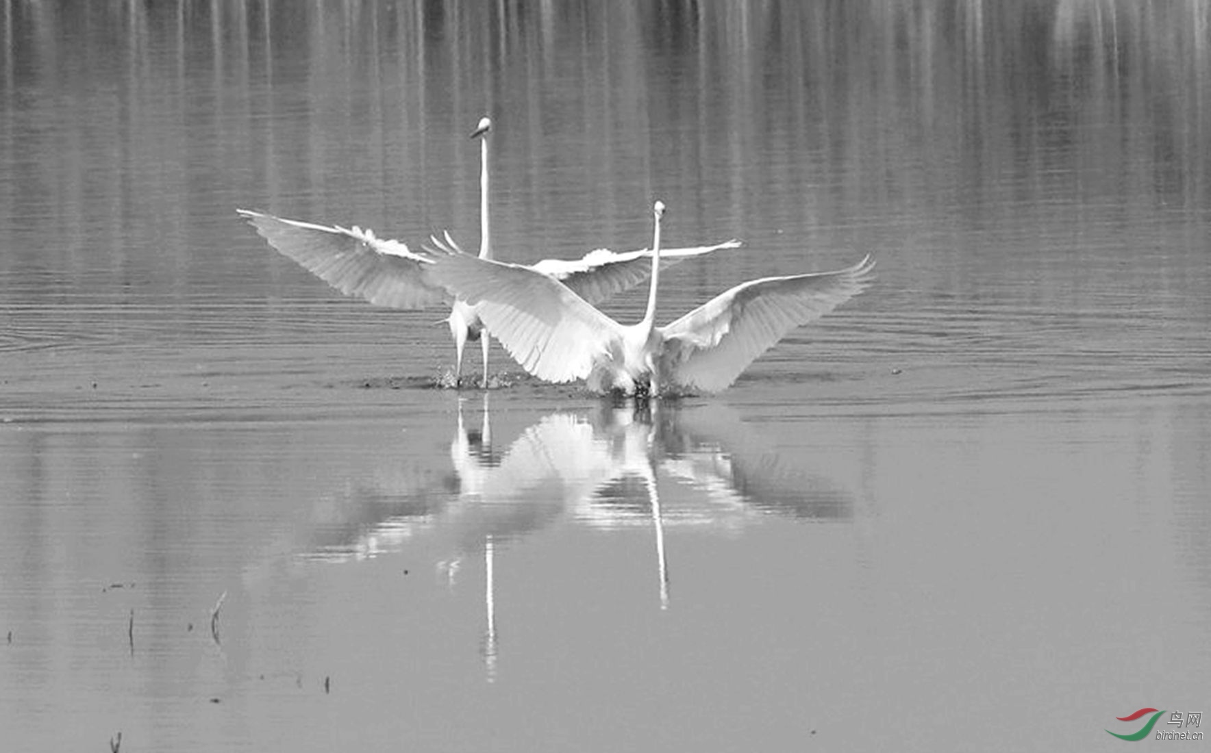 ˫���衢 _����лĻ.jpg