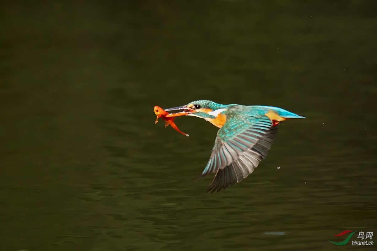 DSC_p8197.jpg