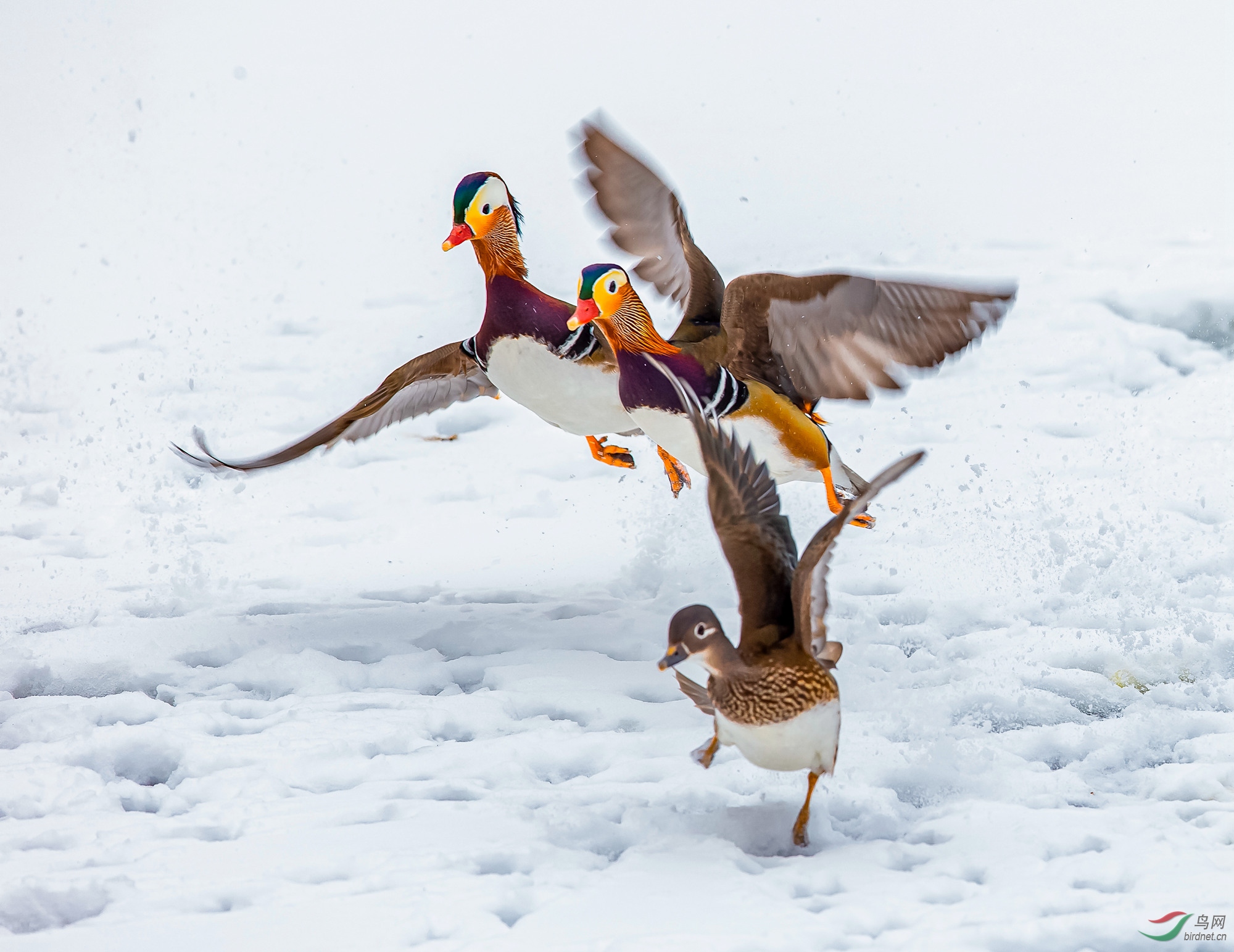 雪版鸳鸯