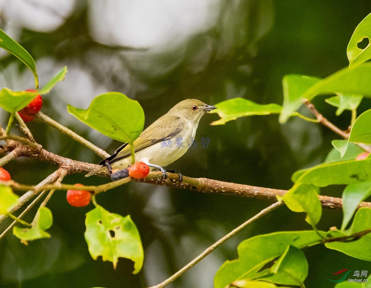 �����Ļ���