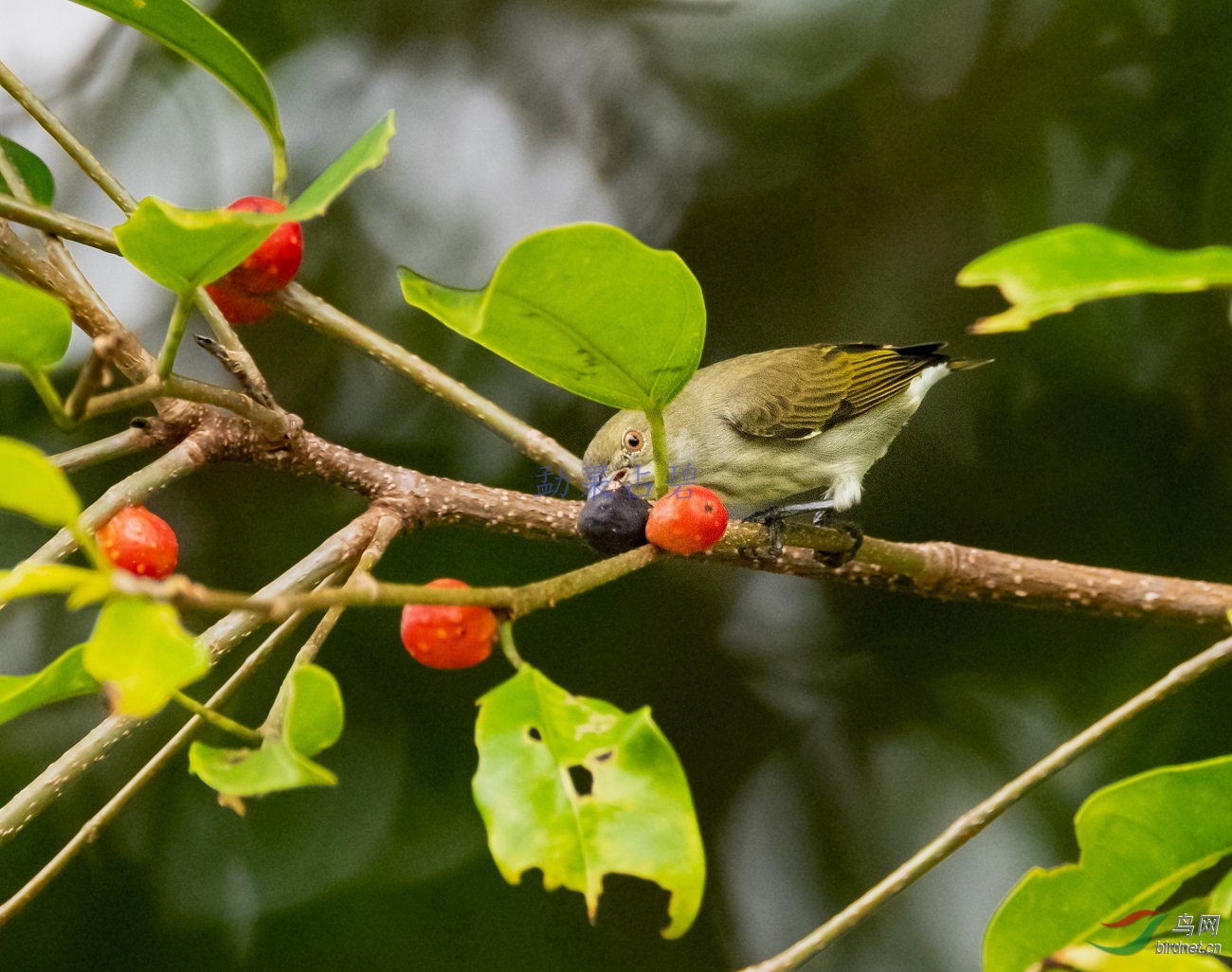 �����Ļ���