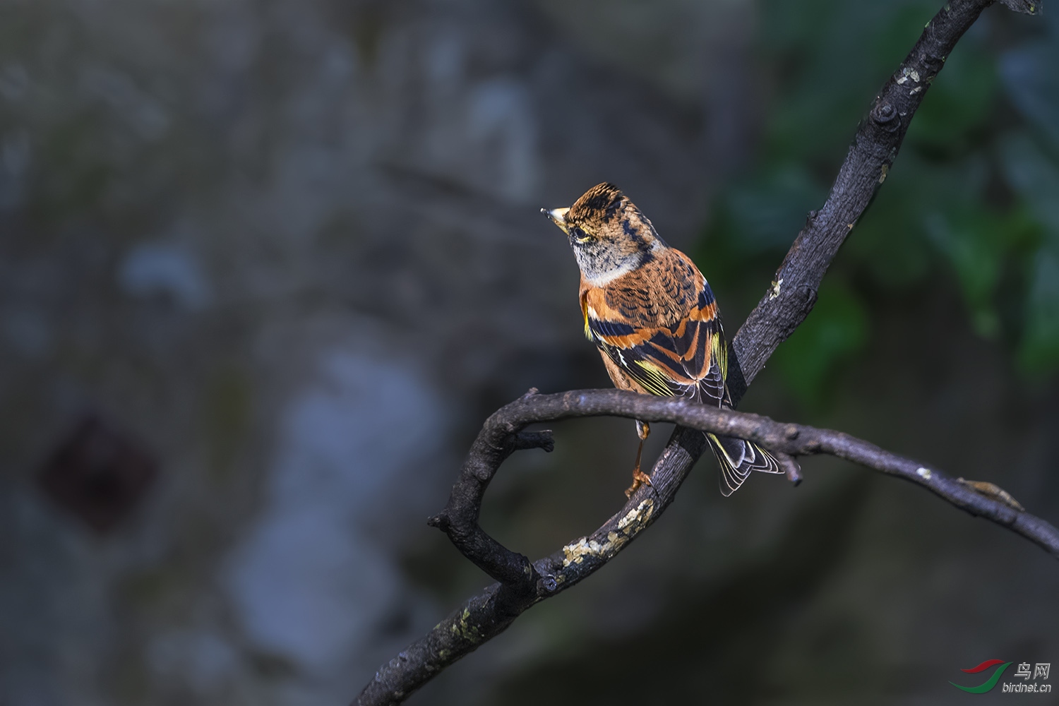 DSC_7339-2.jpg