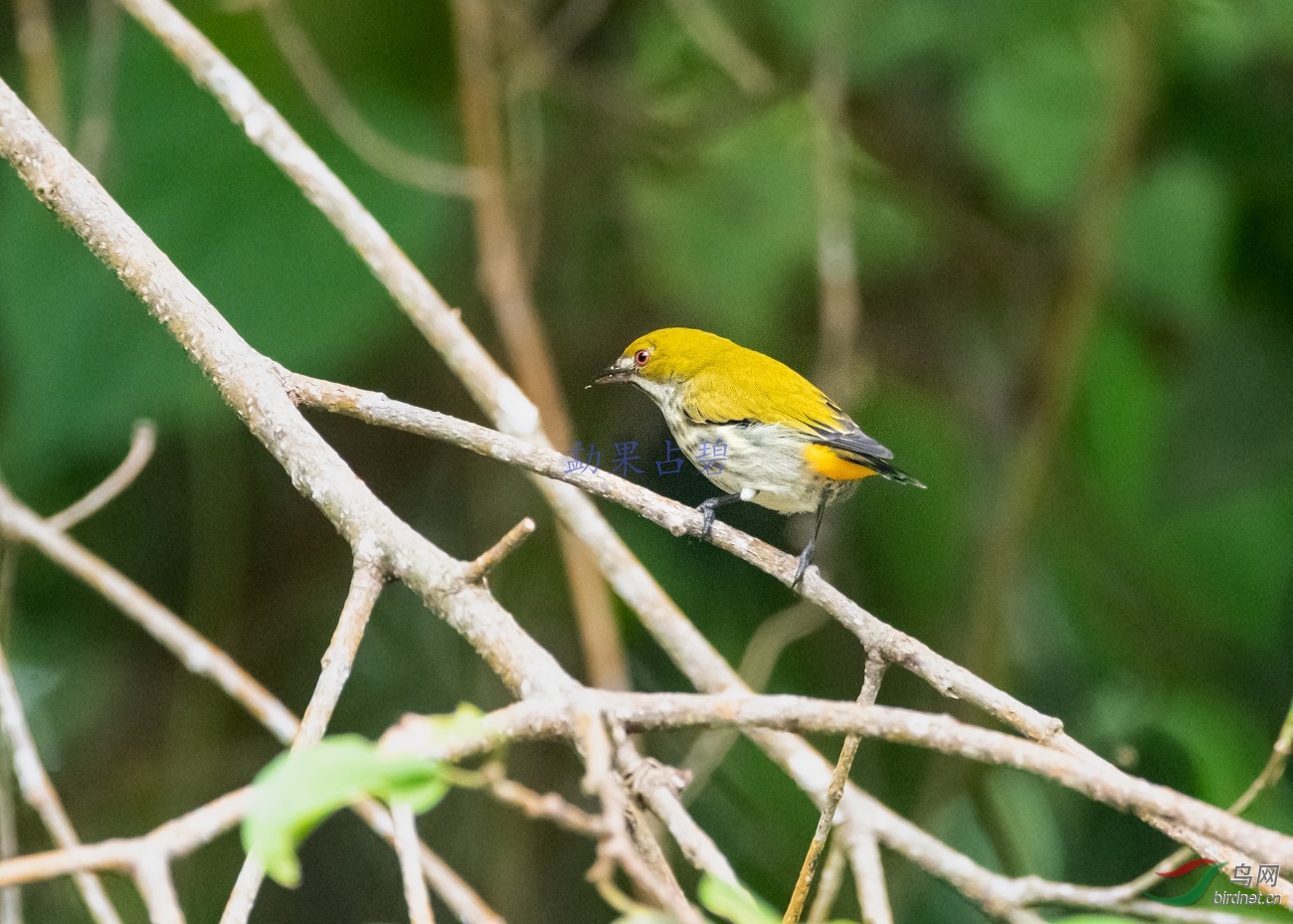 �����Ļ���