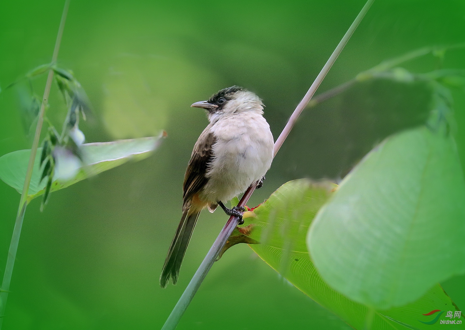 �����ｫ��