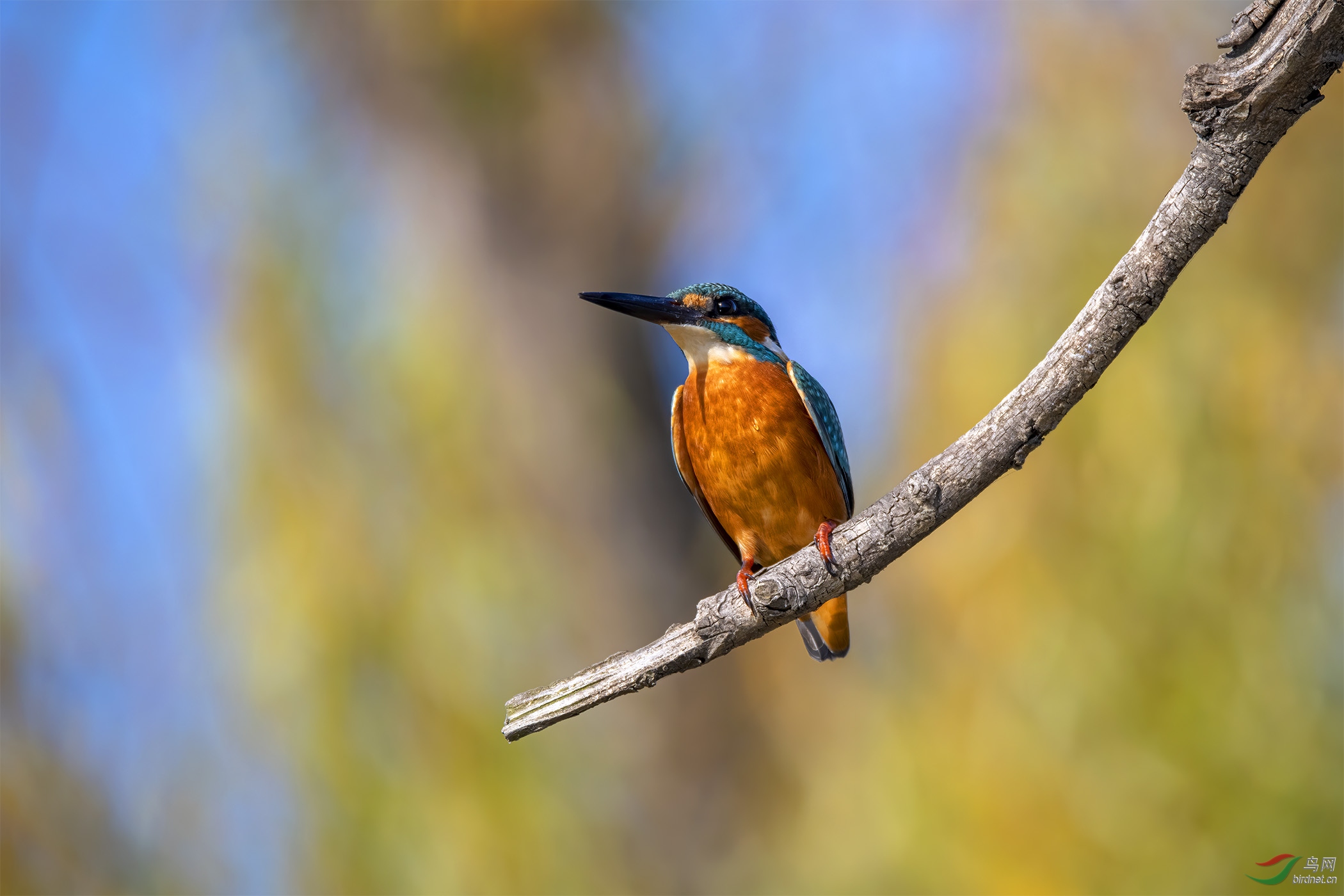 DSC_4113-1.jpg