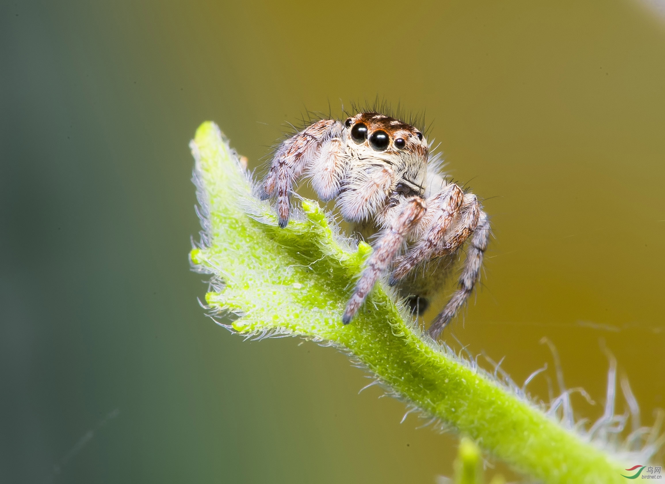 憨憨的跳珠贺获首页精华
