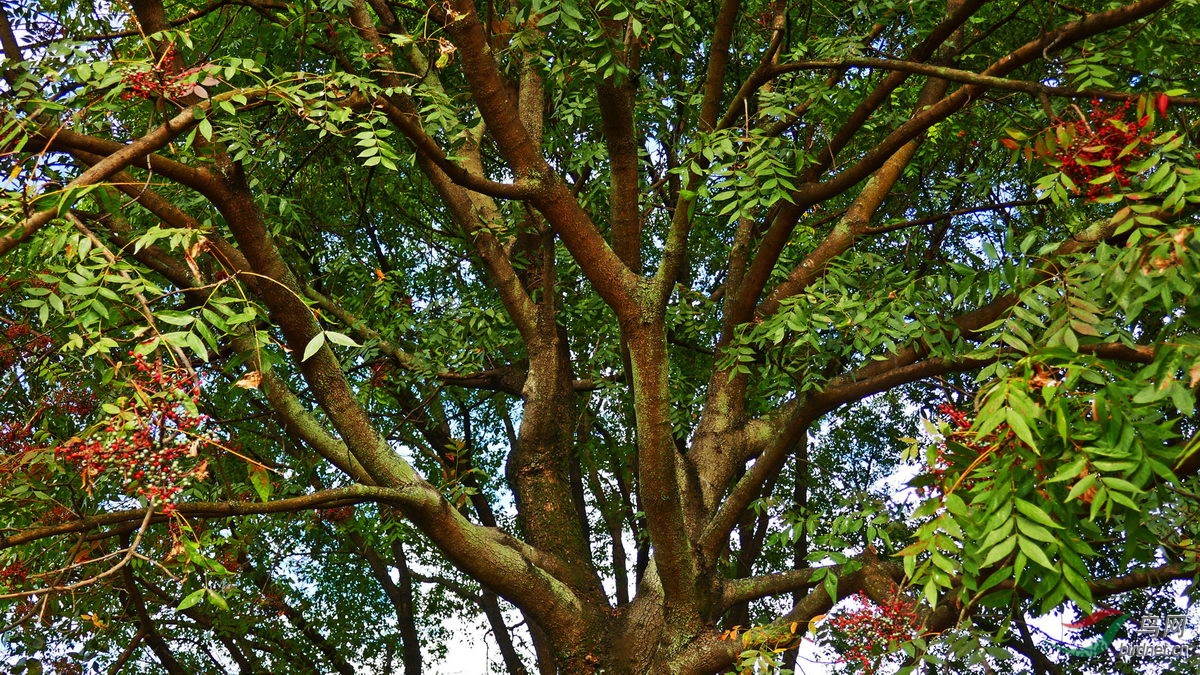 ����ľ - ����.jpg