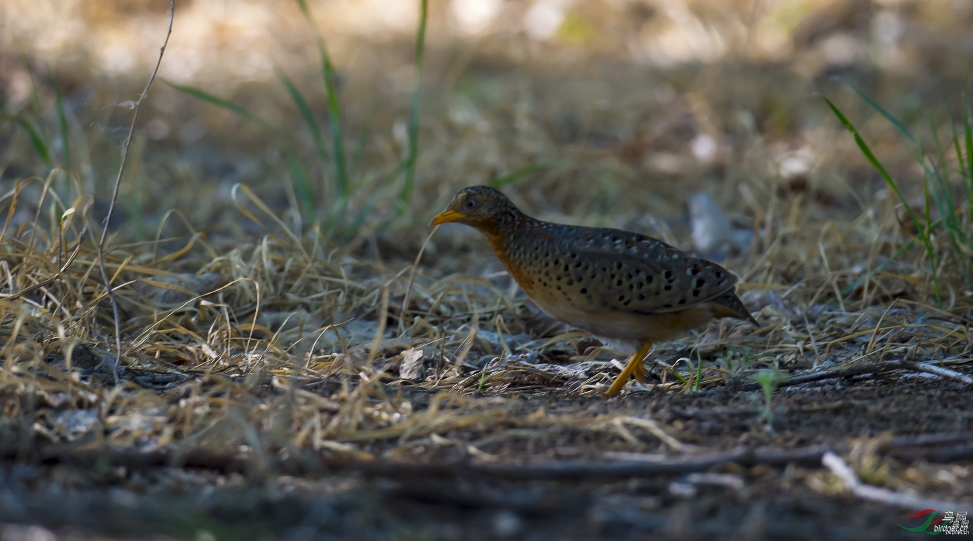 ������ ��ʦ�����ںӱ�ʡ�ػʵ���500.jpg